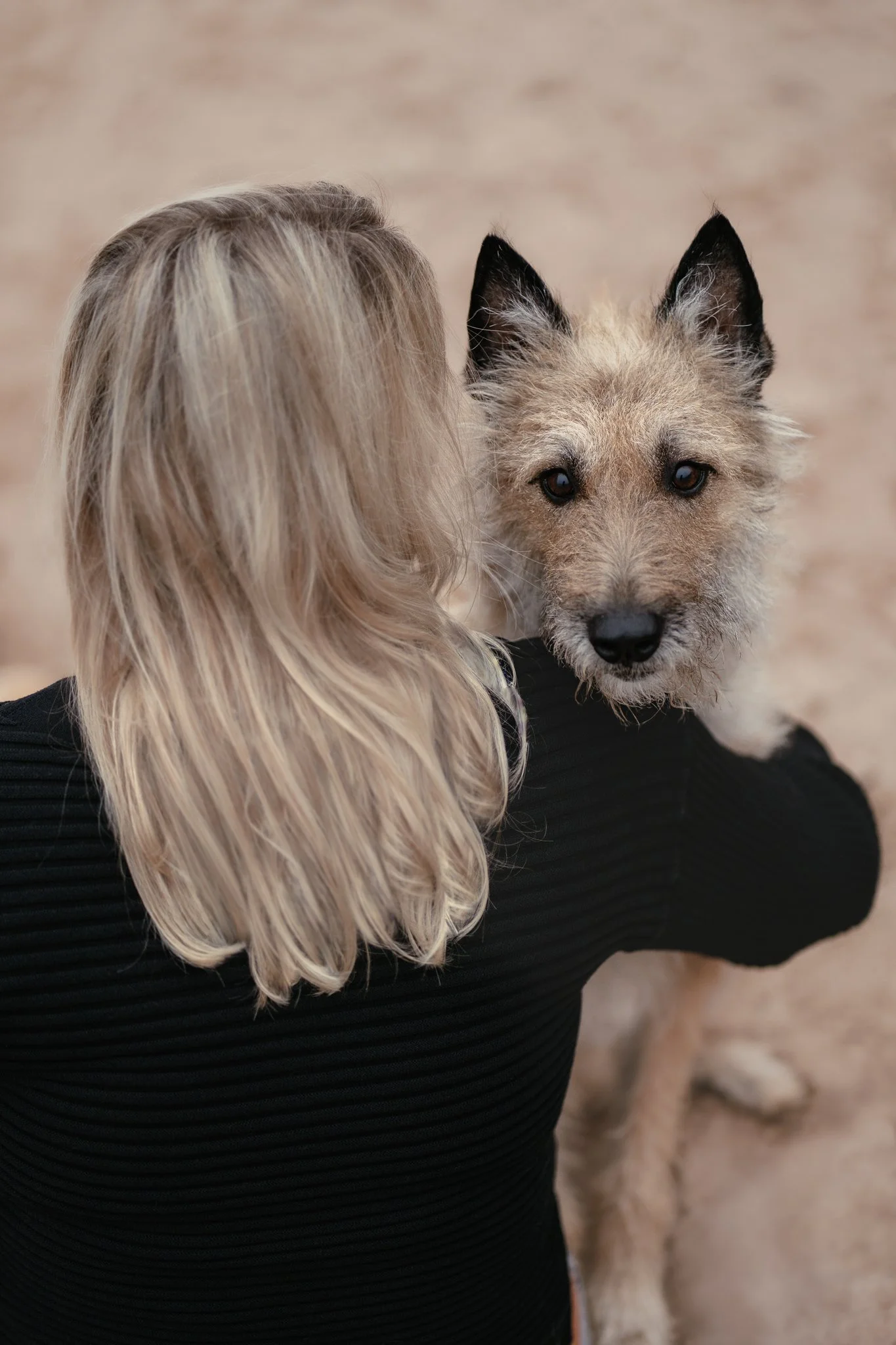 Ein Laekenois Schäferhund, schaut über die Schulter ihres Frauchens.
