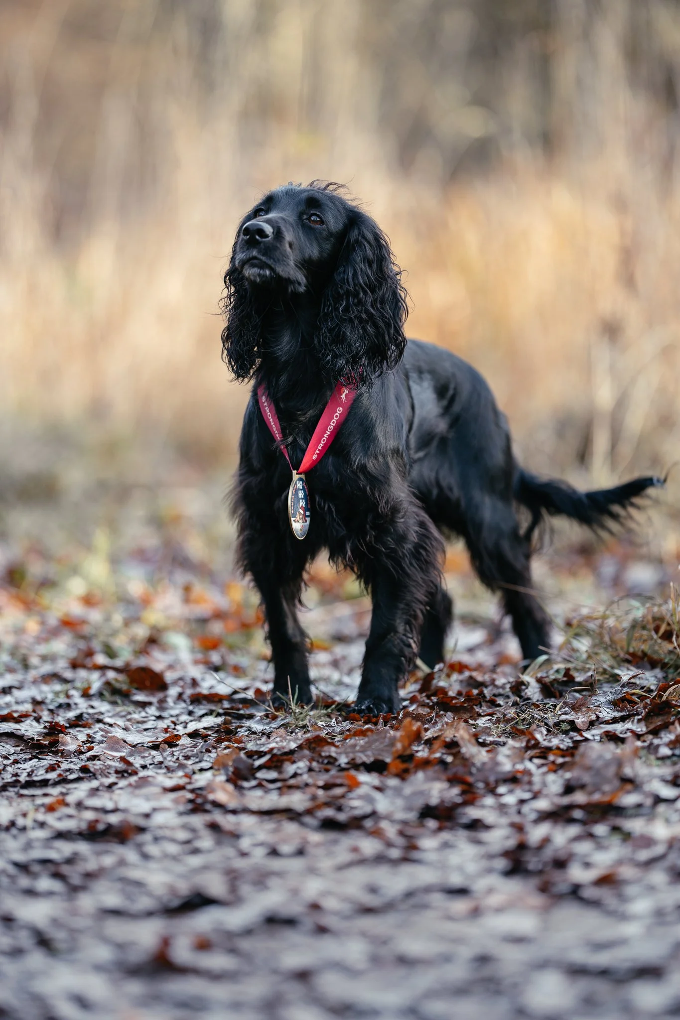 Schwarzer Working Cocker Spaniel mit StrongDog Medaille steht auf einem Waldboden.