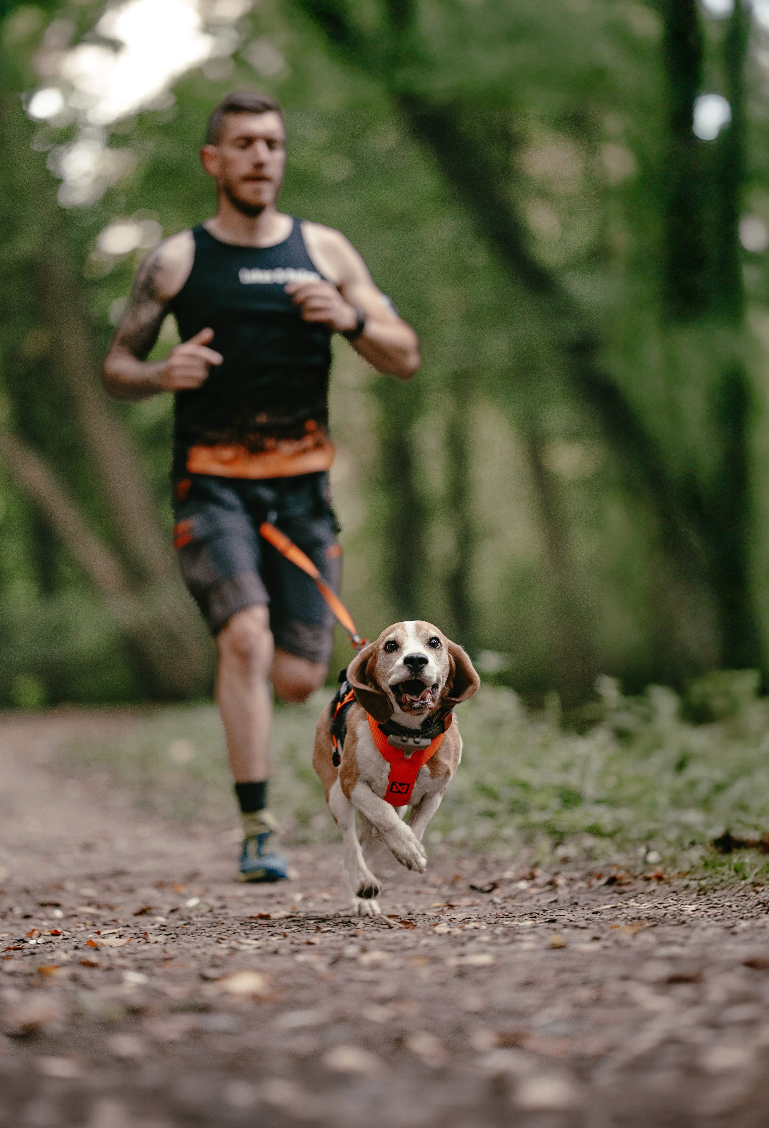 Ein Mann rennt mit seinem Beagle Canicross durch den Wald.