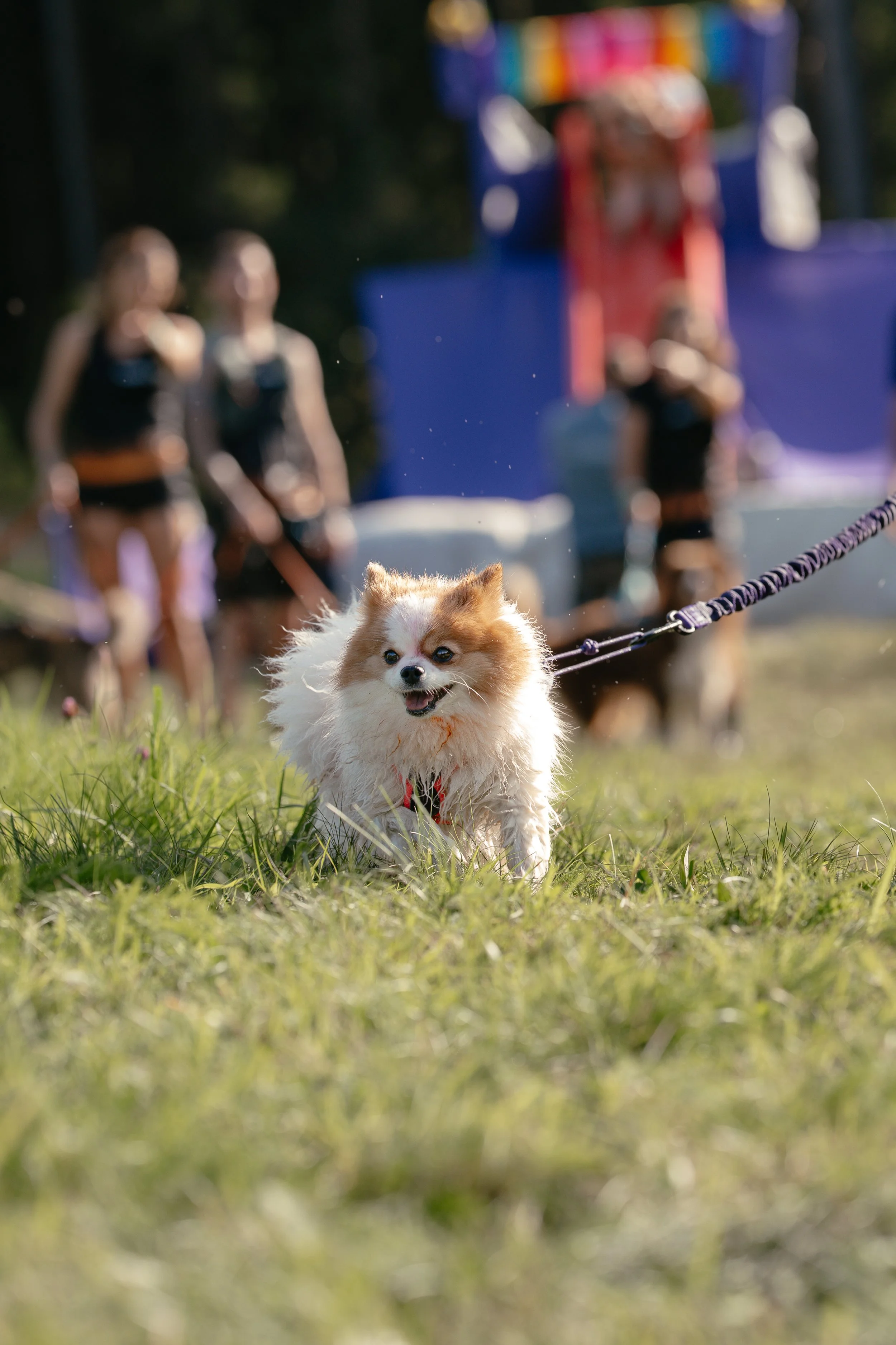 Ein kleiner Pomeranian Zweispitz rennt Canicross auf einer Wiese.