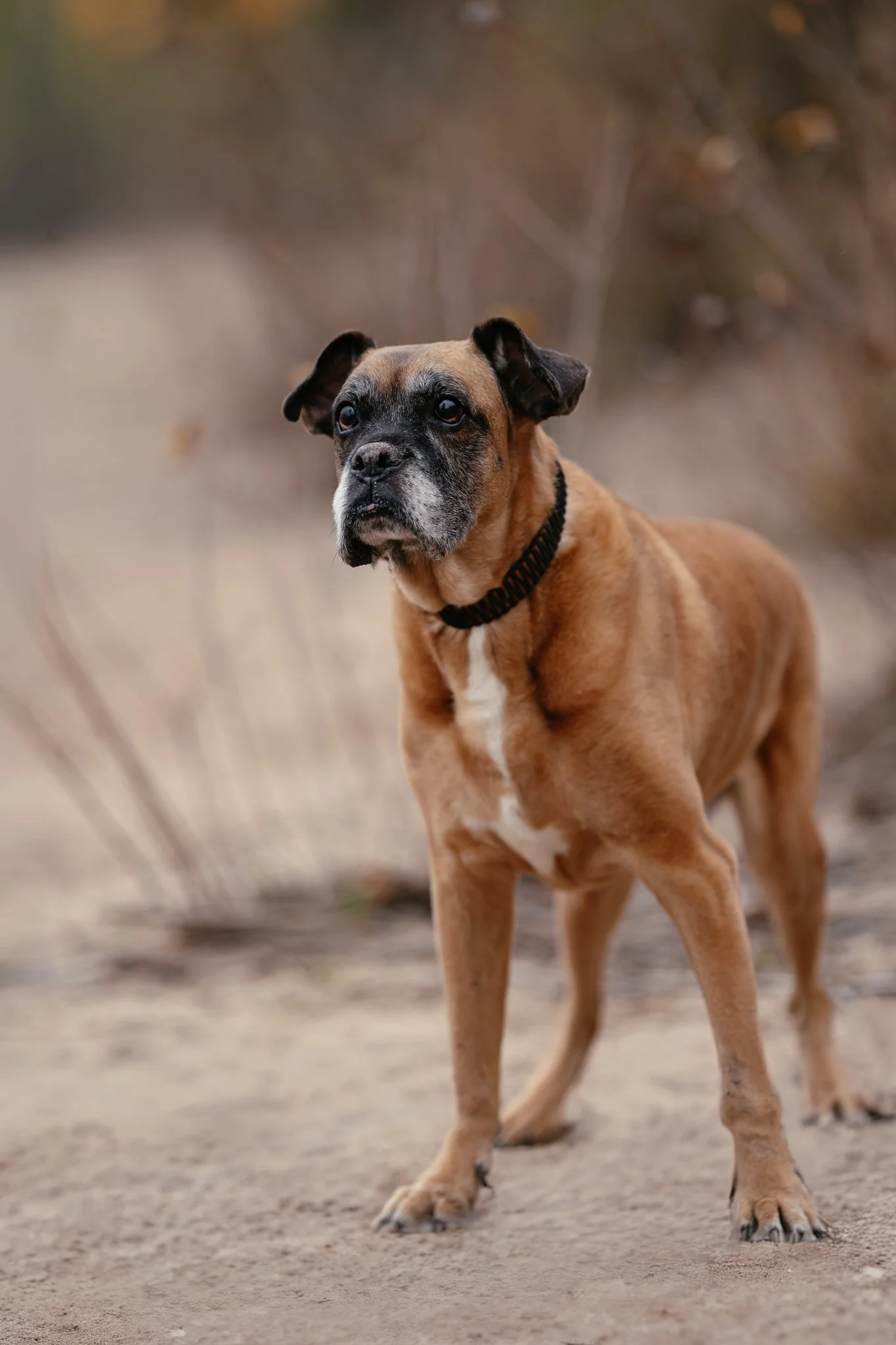 Ein brauner Hund steht auf sandigem Boden am Seeufer.
