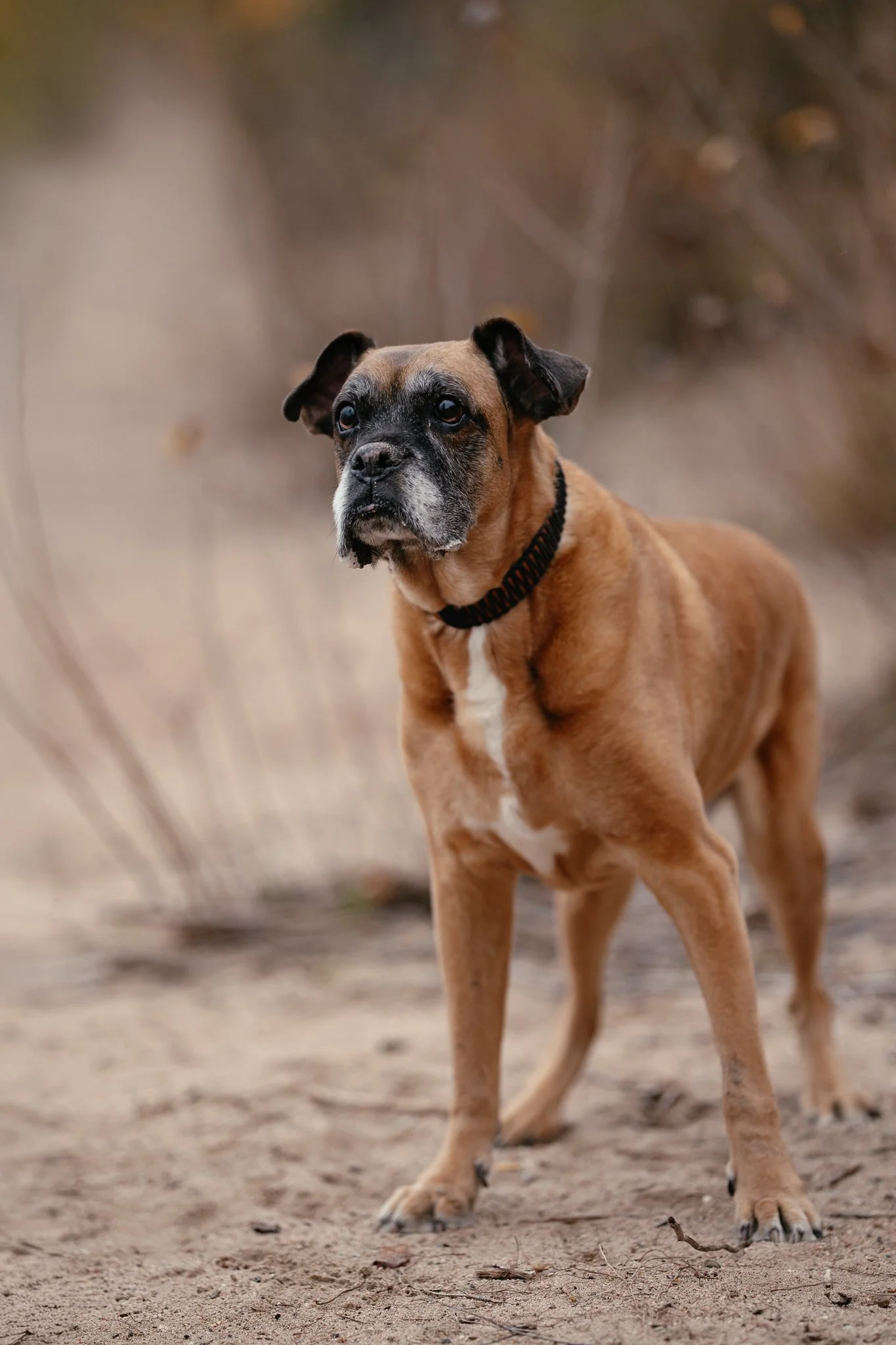 Ein brauner Hund steht auf sandigem Boden am Seeufer.