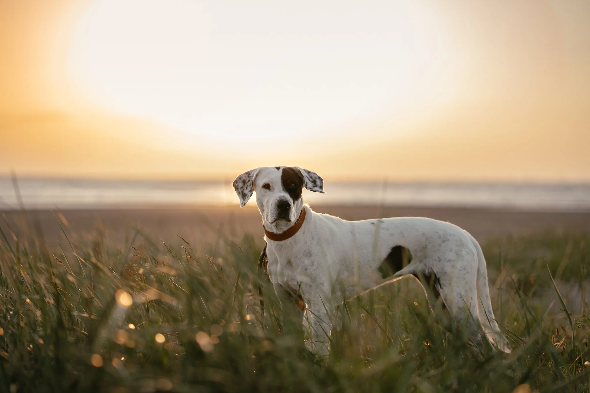 Hündin steht im hohen Gras in den Dünen bei Sonnenaufgang und blickt in die Kamera.