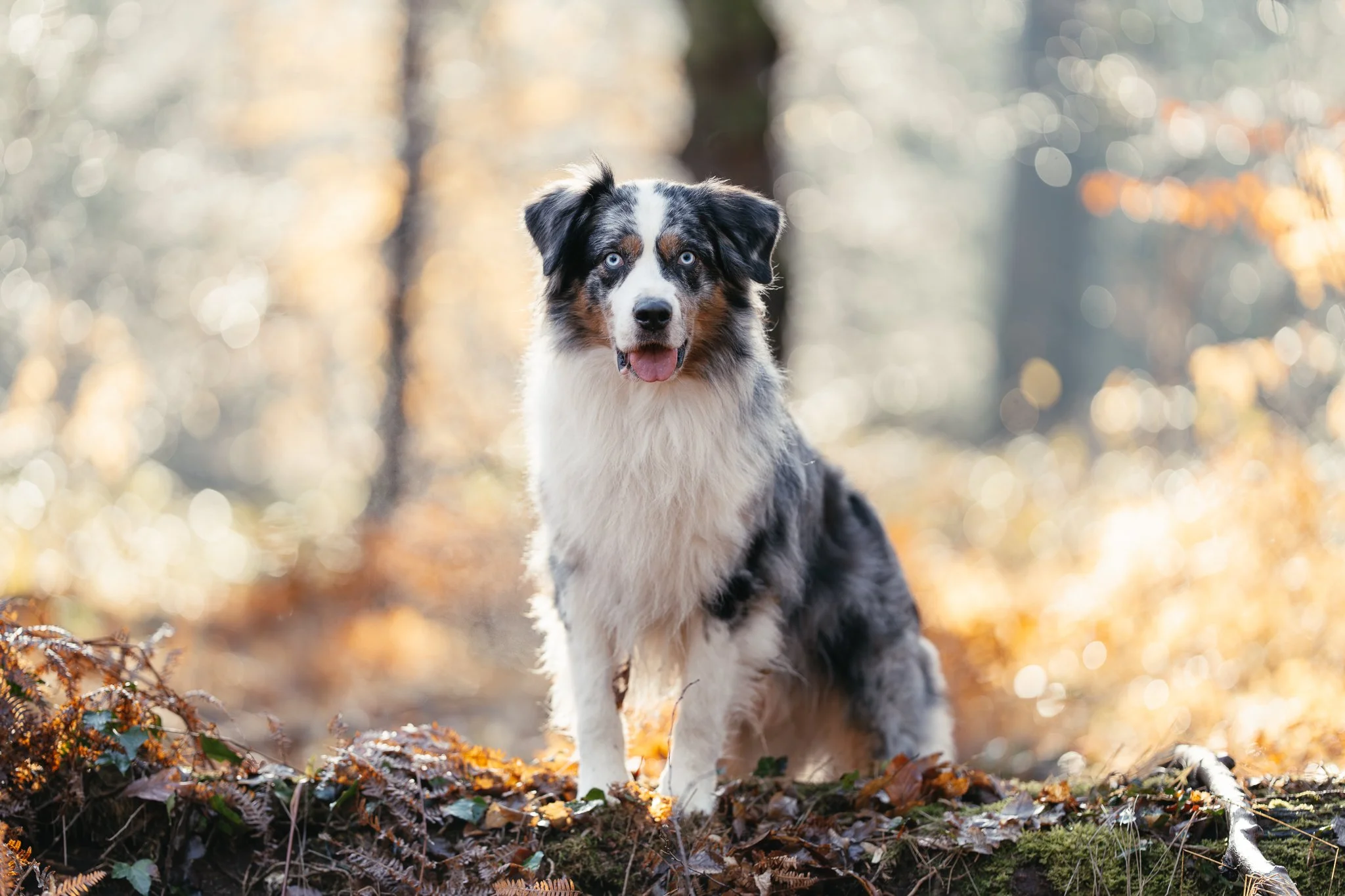 Australien Shepherd Rüde im Wald bei Morgenlicht.