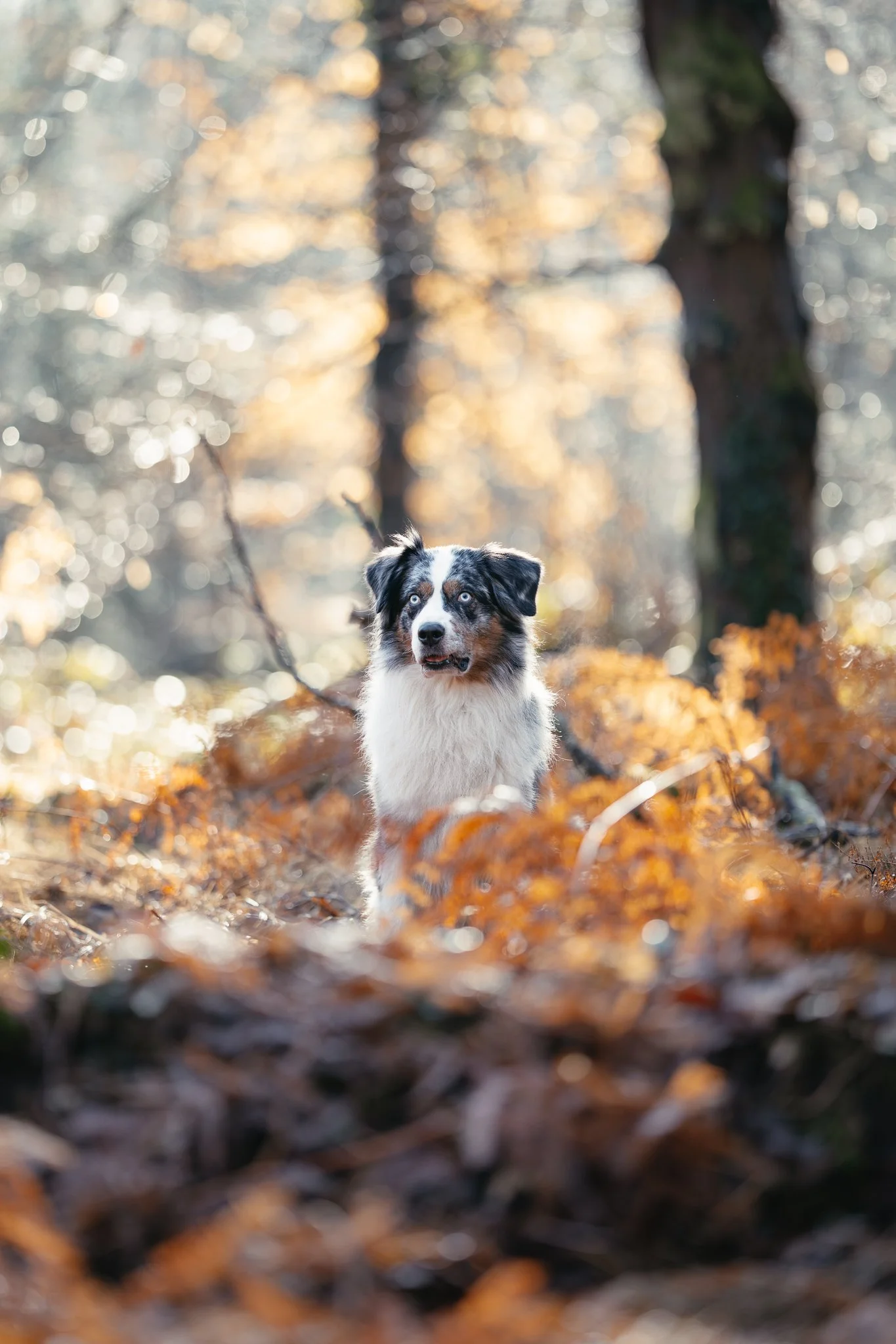 Ein Australian Shepherd Rüde sitzt im Wald.