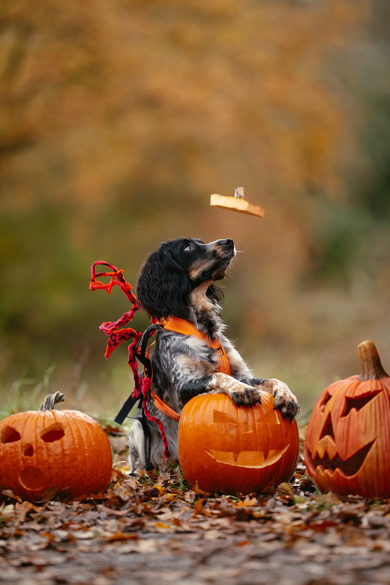 Ein Working Cocker Spaniel sitzt zwischen drei Halloween-Kürbissen in einem Herbstwald.