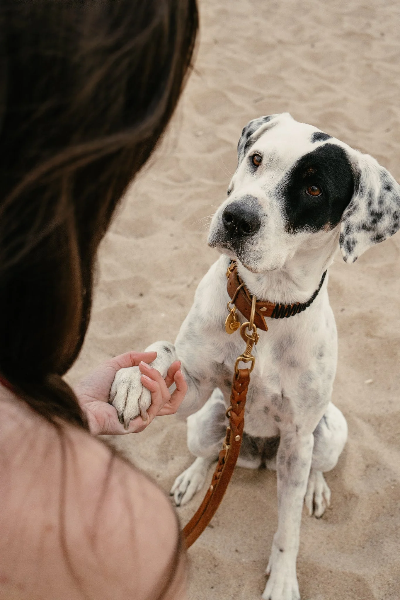Mischlingshündin beim Hundefotoshooting am Strand