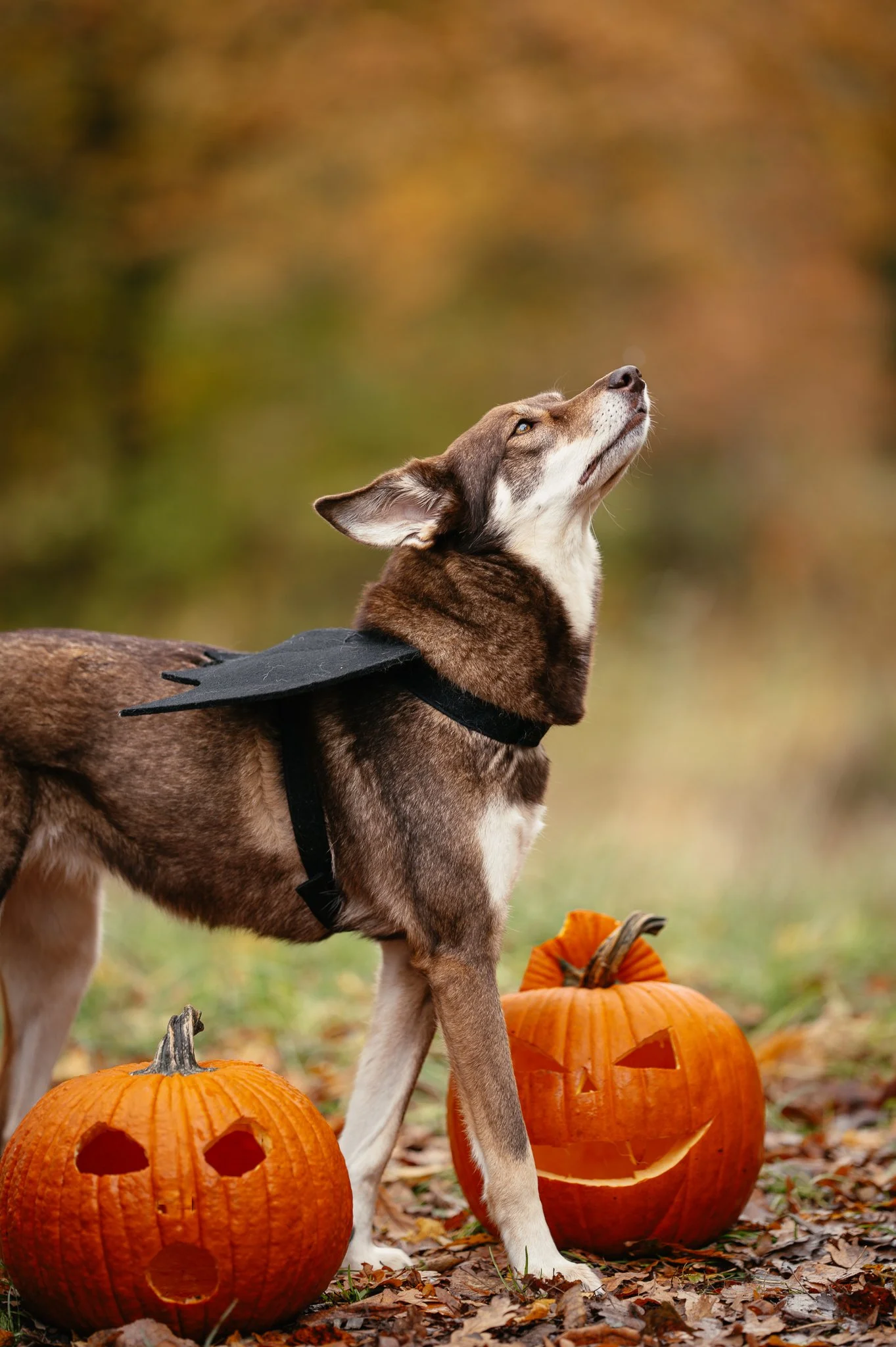 Ein Hund steht zwischen zwei Kürbissen mit Gruselgesichtern im herbstlichen Laub, im Hintergrund herbstliche Bäume.