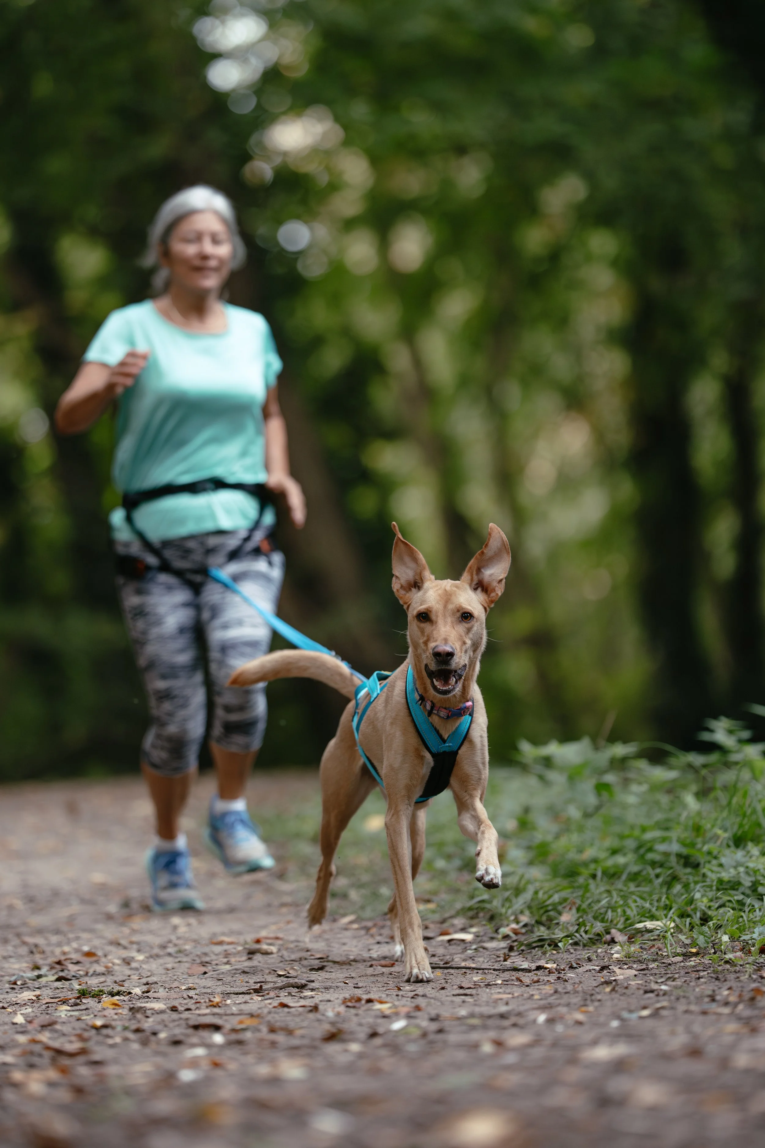 Ältere Frau läuft mit Hund Canicross im Wald.