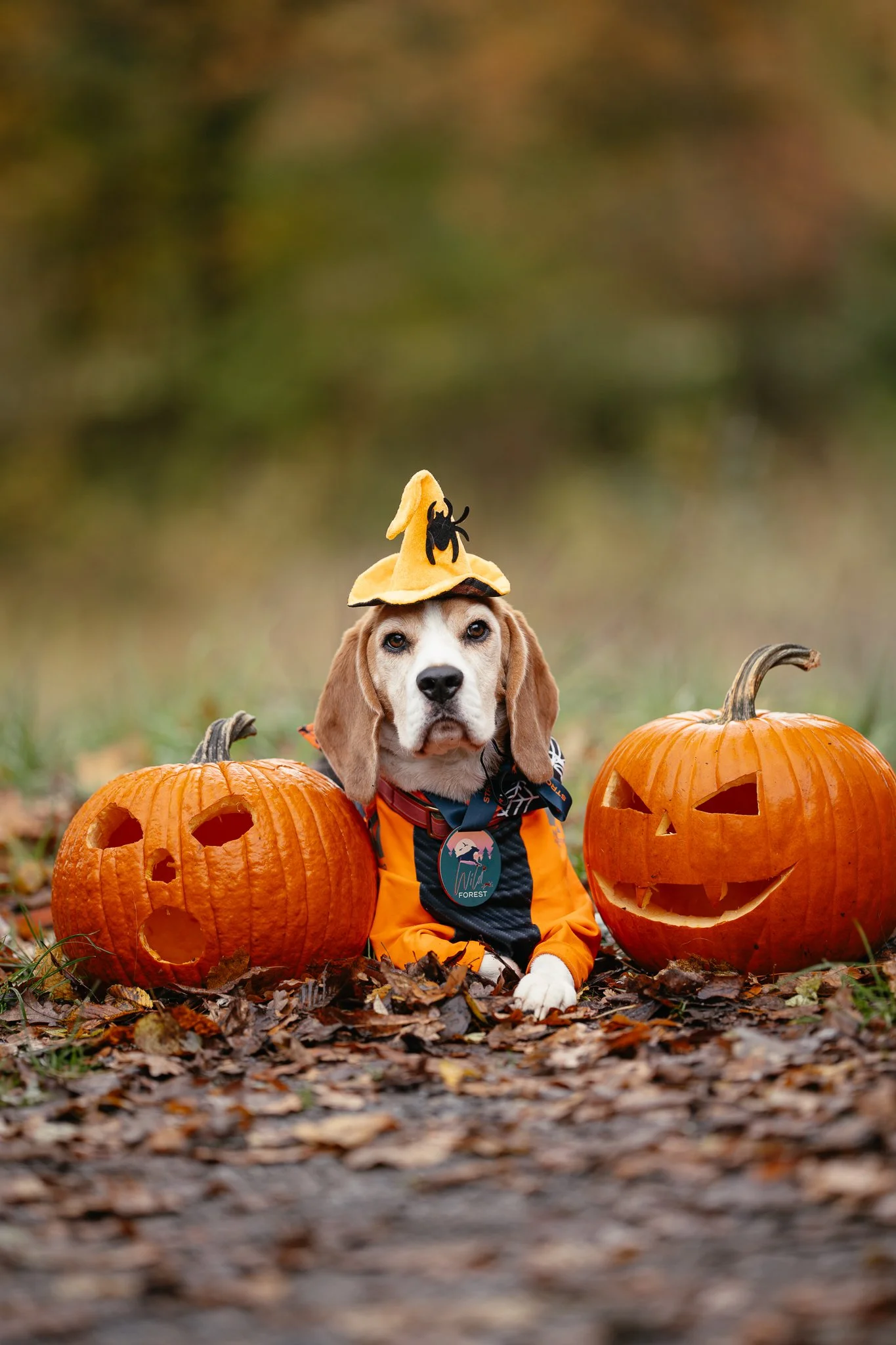 Ein Beagle liegt zwischen zwei ausgehöhlten Kürbissen auf einem herbstlichen Boden mit Blättern.
