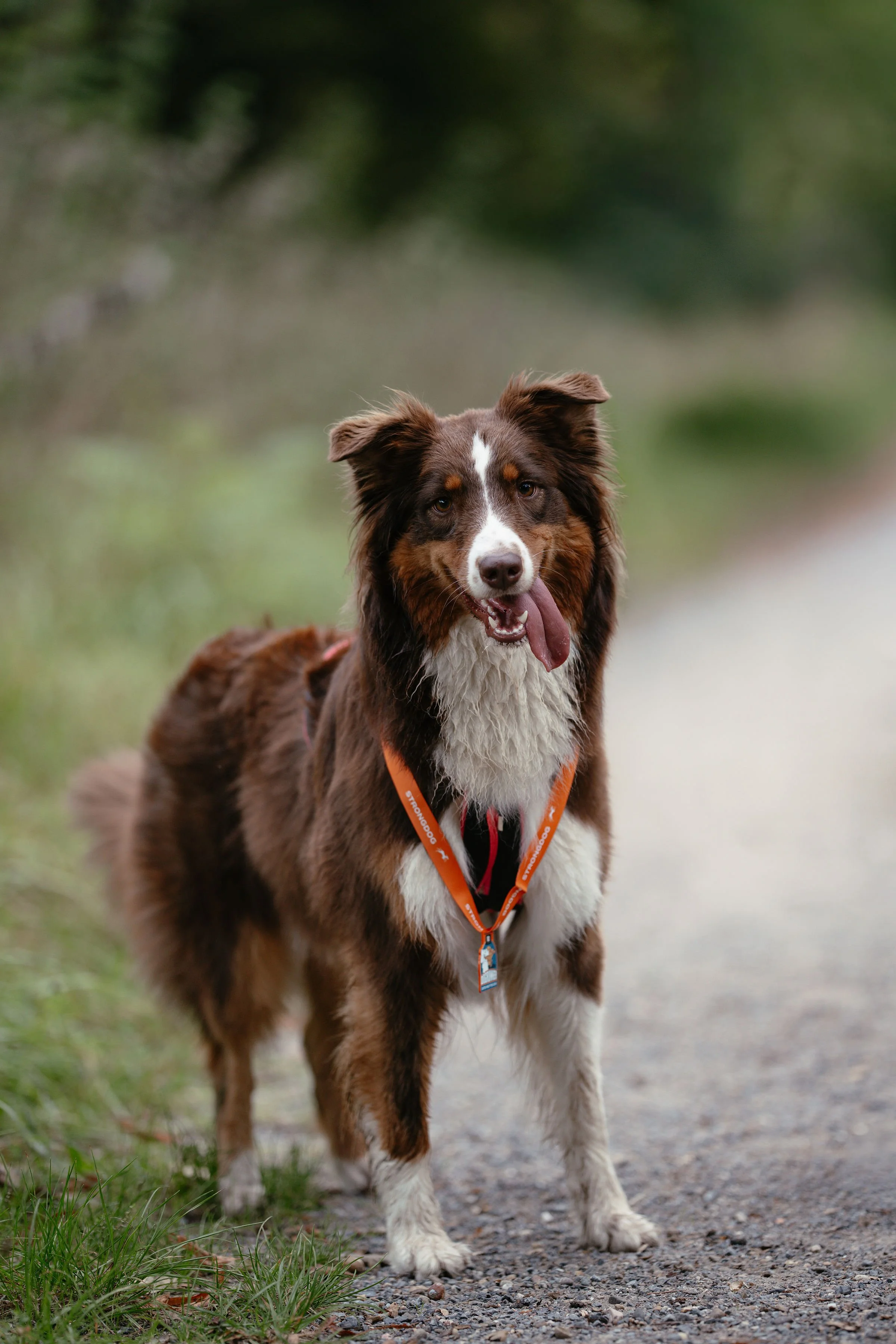 Eine Australien Shepherd Hündin schaut in die Kamera.
