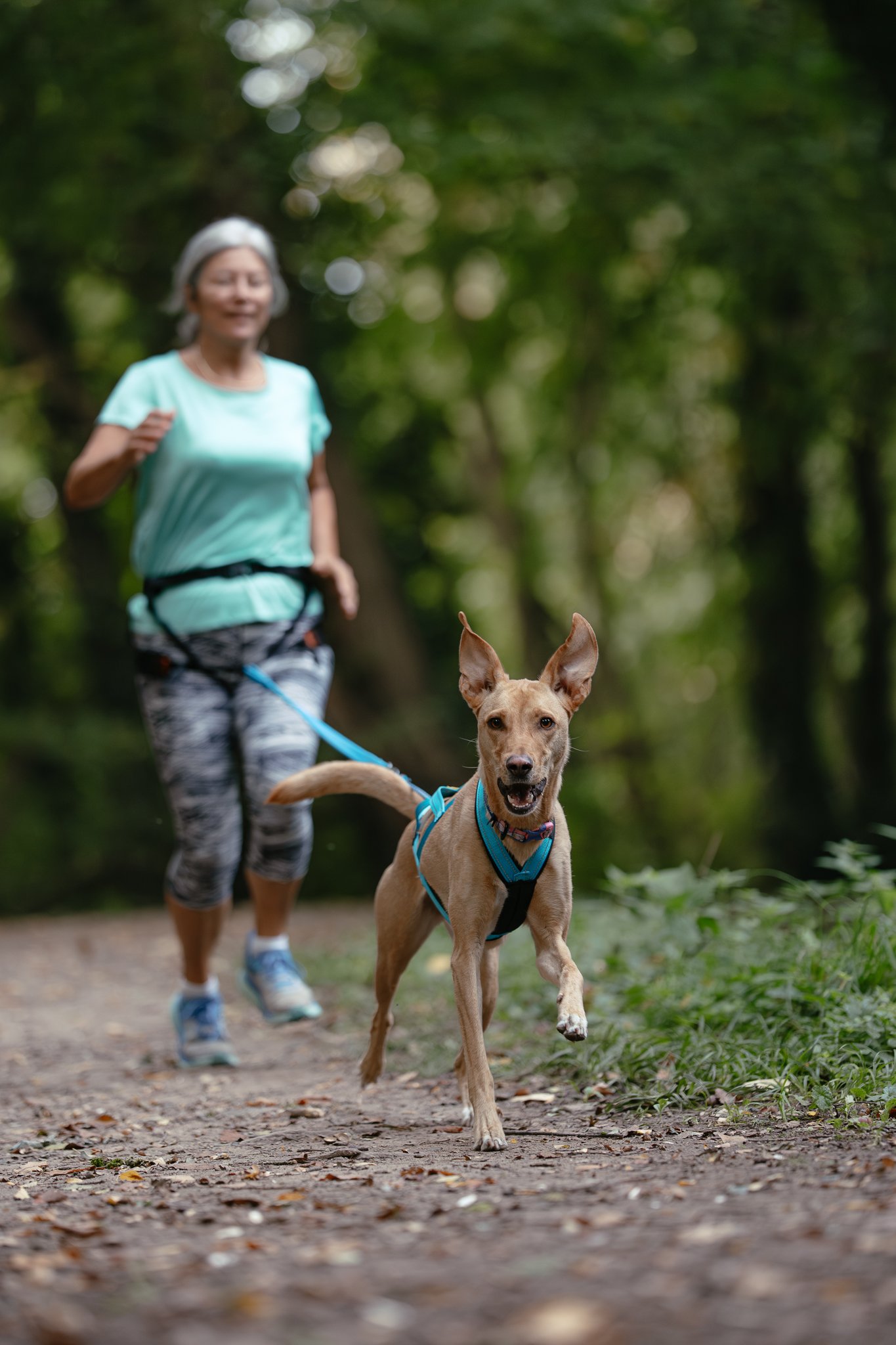 Ältere Frau läuft mit Hund Canicross im Wald.