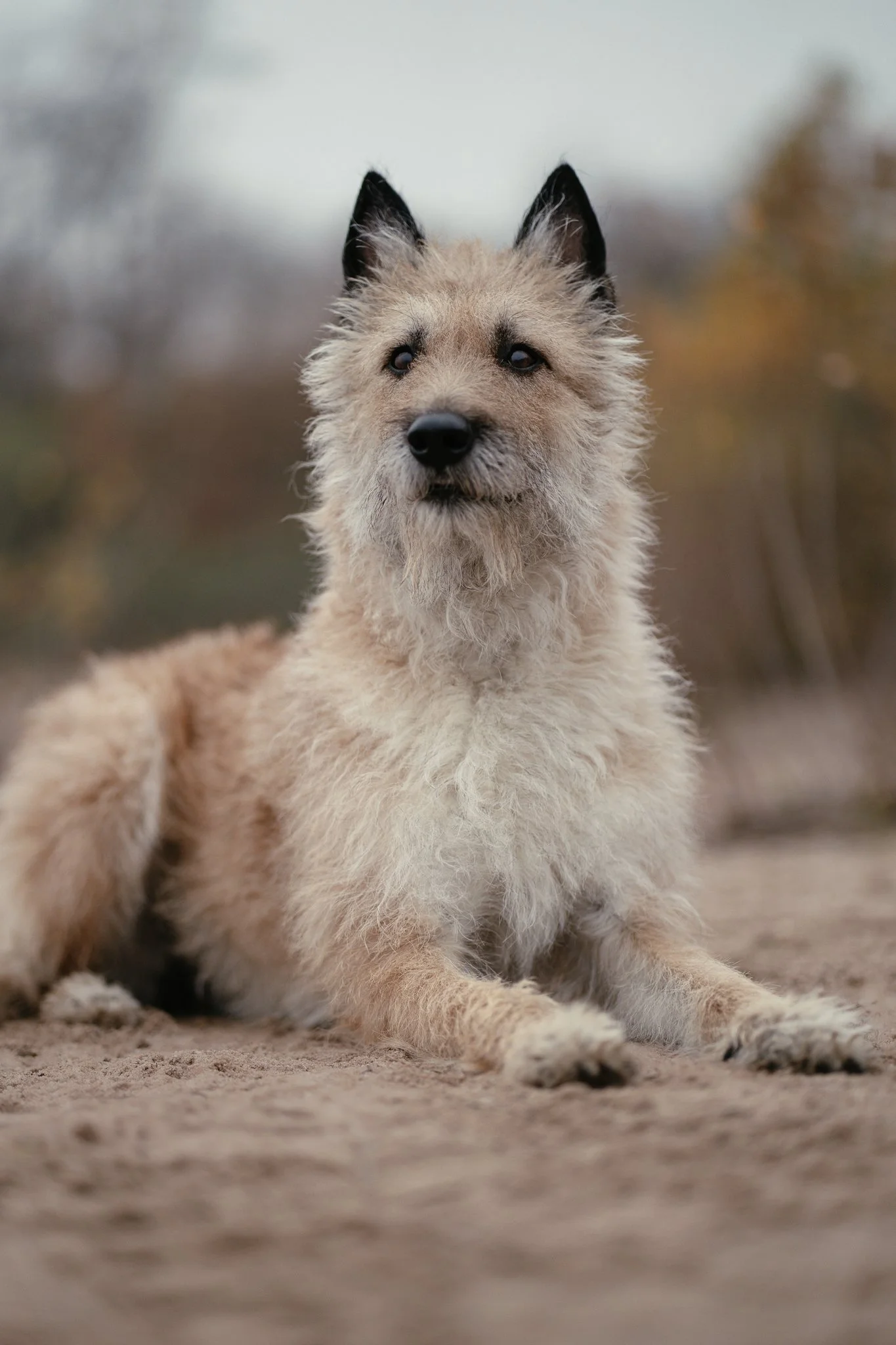 Ein Laekenois Schäferhund, liegt auf dem Boden am Strand.