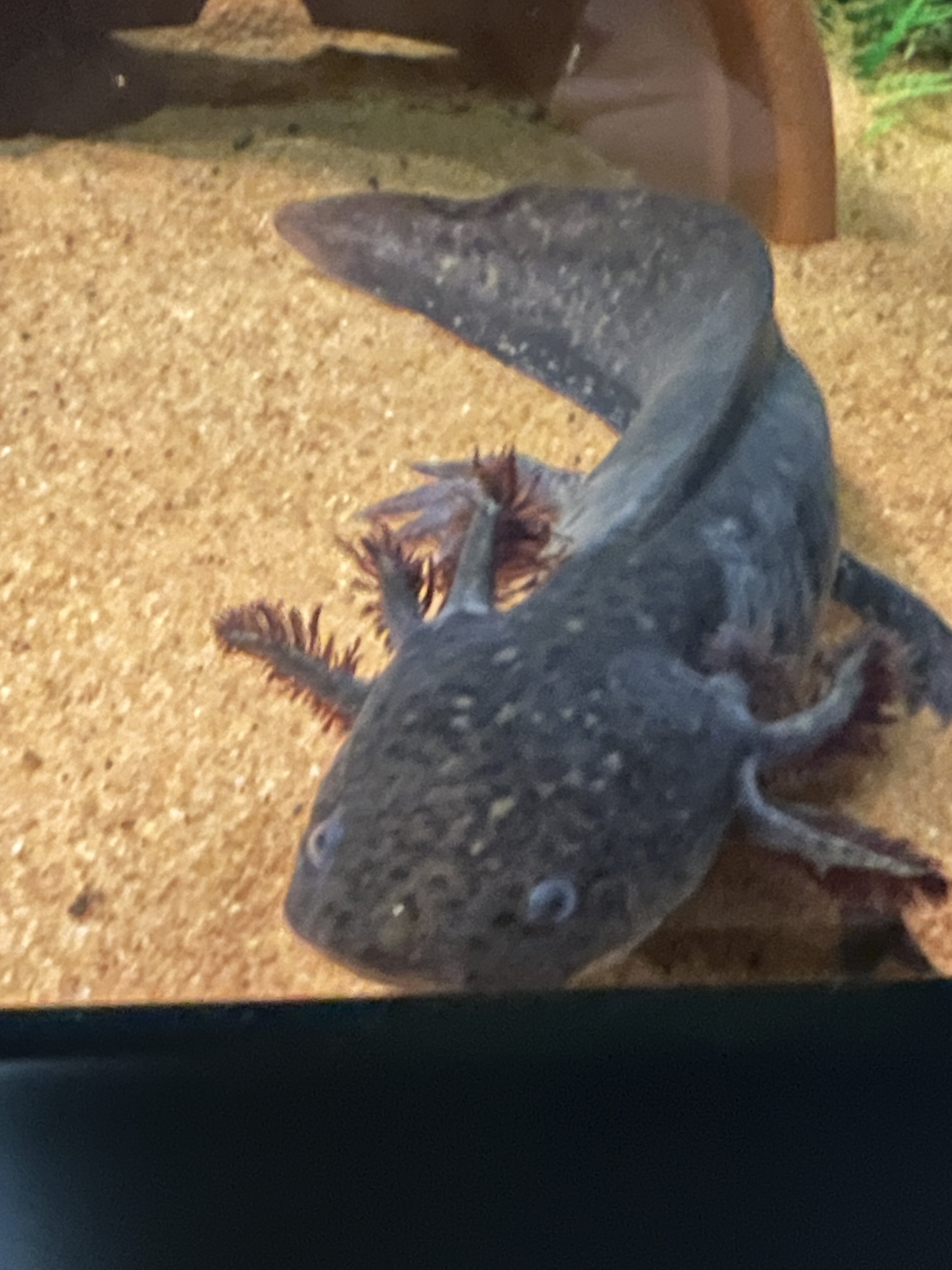 Wild Type (unsexed) "Clyde"