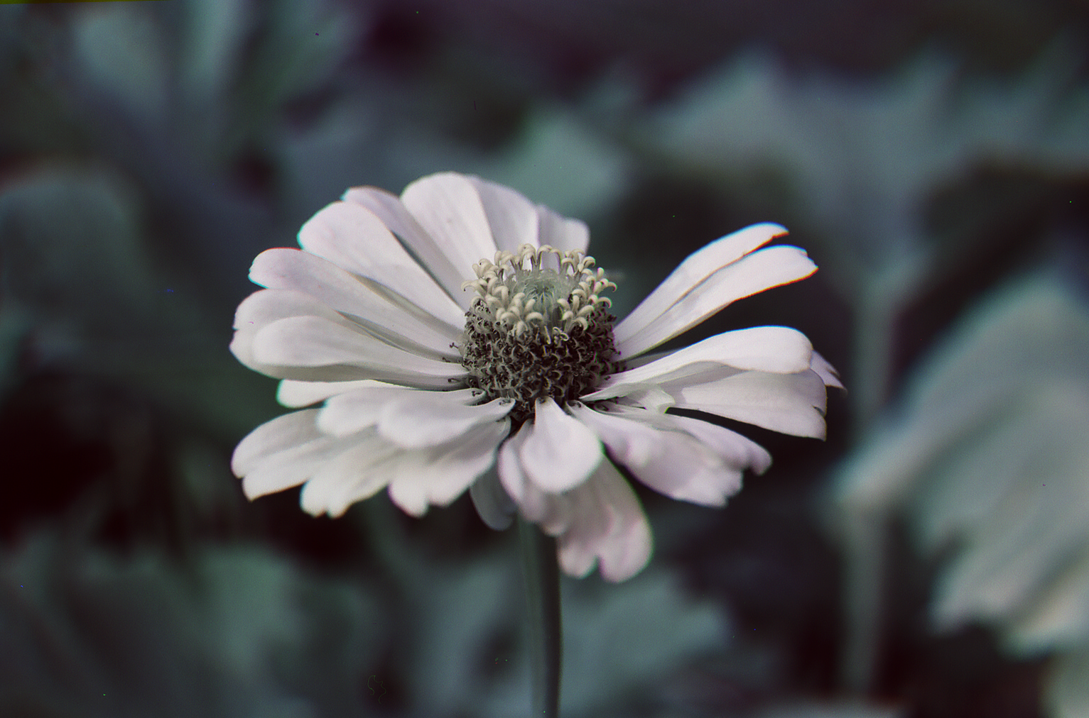 Close-up of a white flower with layered petals and a textured center, set against blurred dark green foliage.