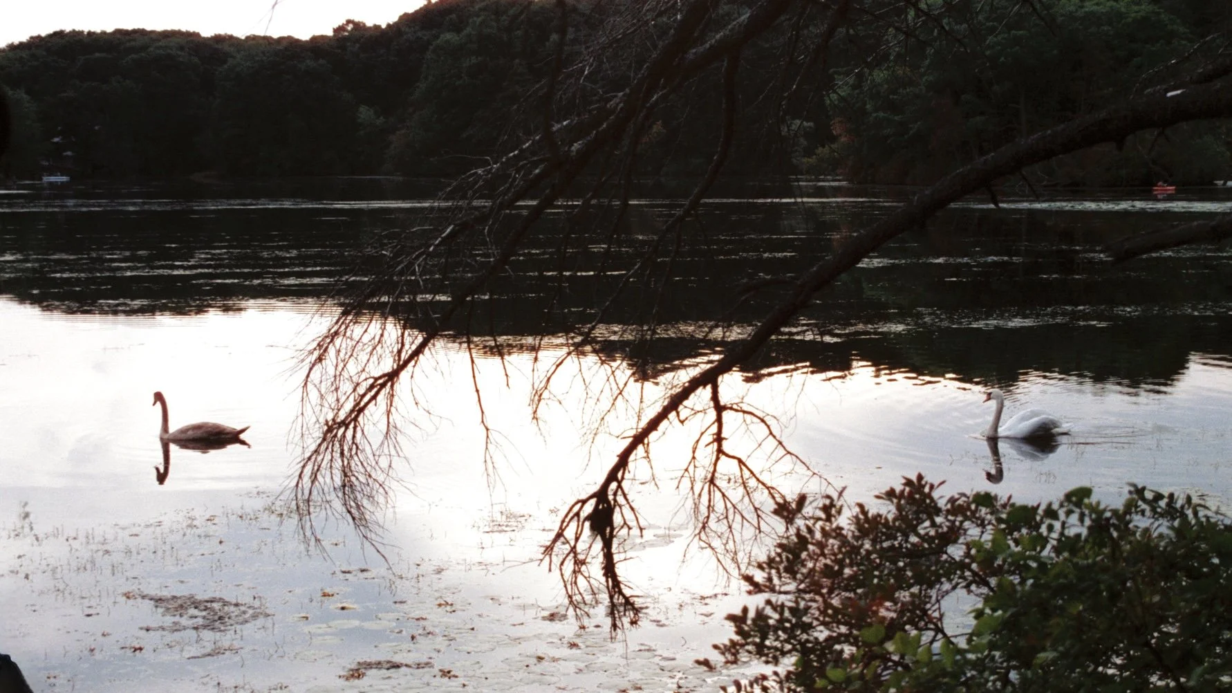 A river with two swans gliding on the water, with overhanging tree branches and bushes along the riverbank, and a boat seen in the distance during what appears to be dusk.