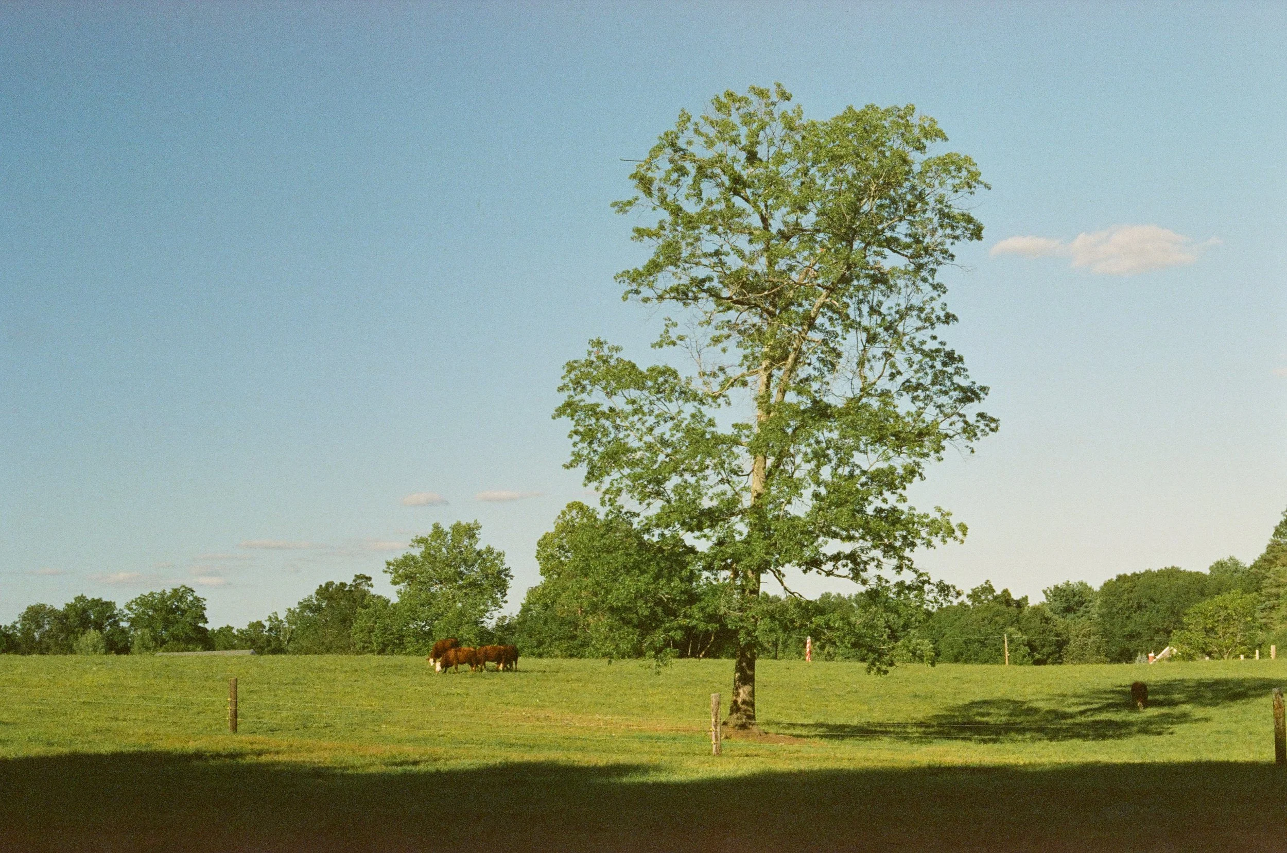 A peaceful rural landscape with a large green tree in the center, a grassy field, some grazing cows in the distance, and a clear blue sky with a few clouds.