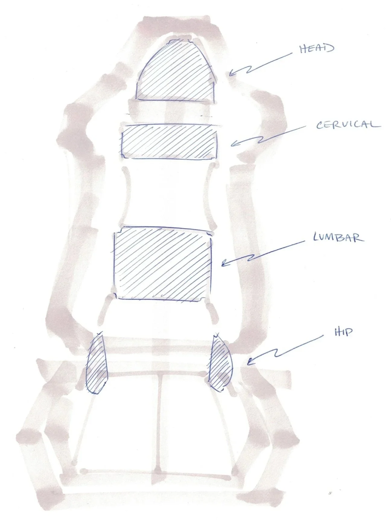 Sketch of a human spine with labeled sections: head on top, followed by cervical, lumbar, and hip regions. The sketch is done with blue lines on a grayish background, with annotations pointing to each section.