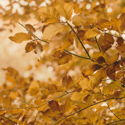 Close-up of autumn leaves on tree branches with warm golden hues.