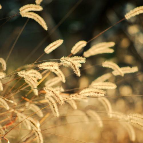 Near sunset, tall grasses or ornamental grasses with fluffy seed heads sway in the breeze.