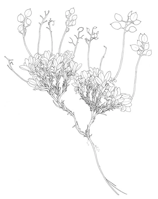 Scientific Illustration