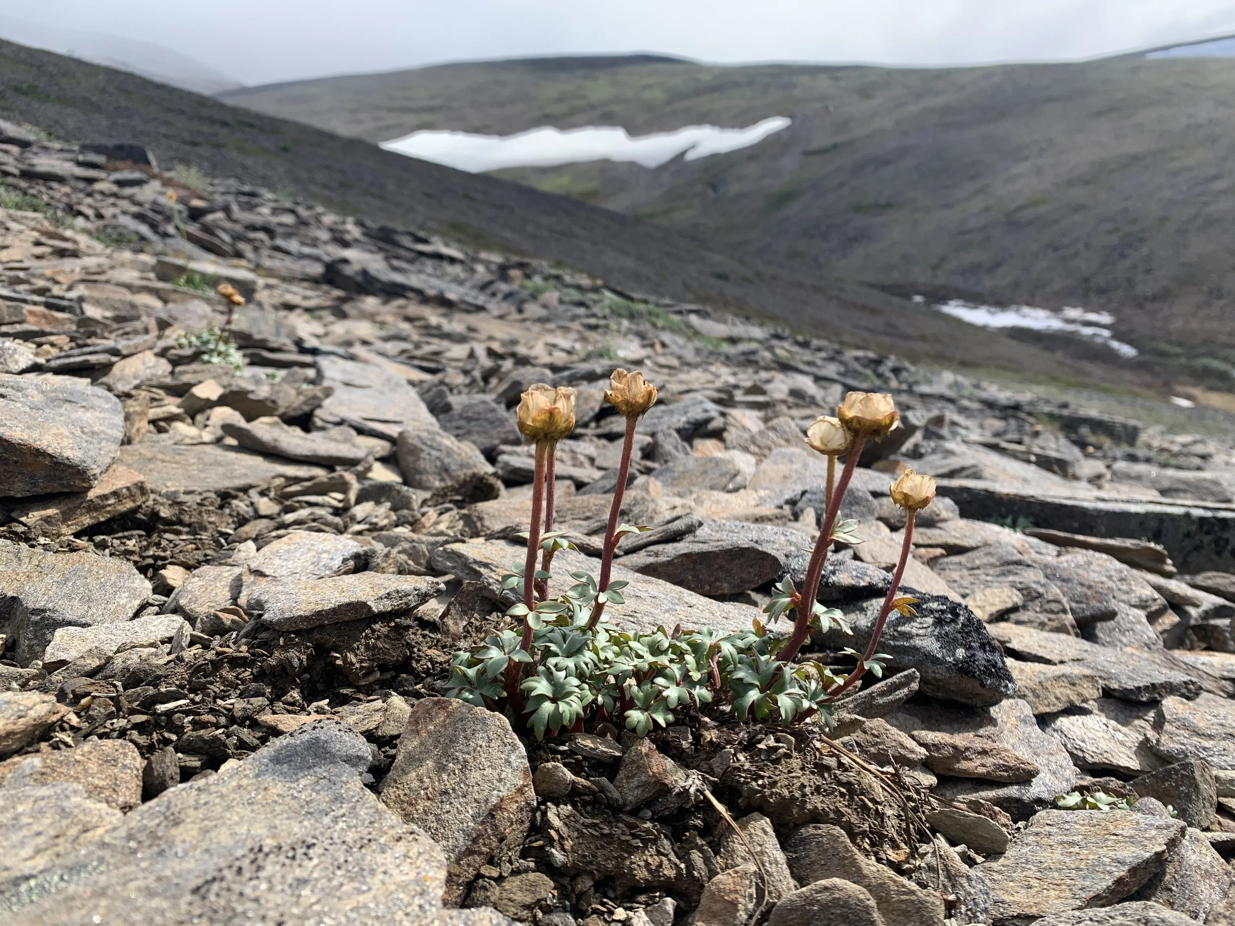 Plant Ecology Research