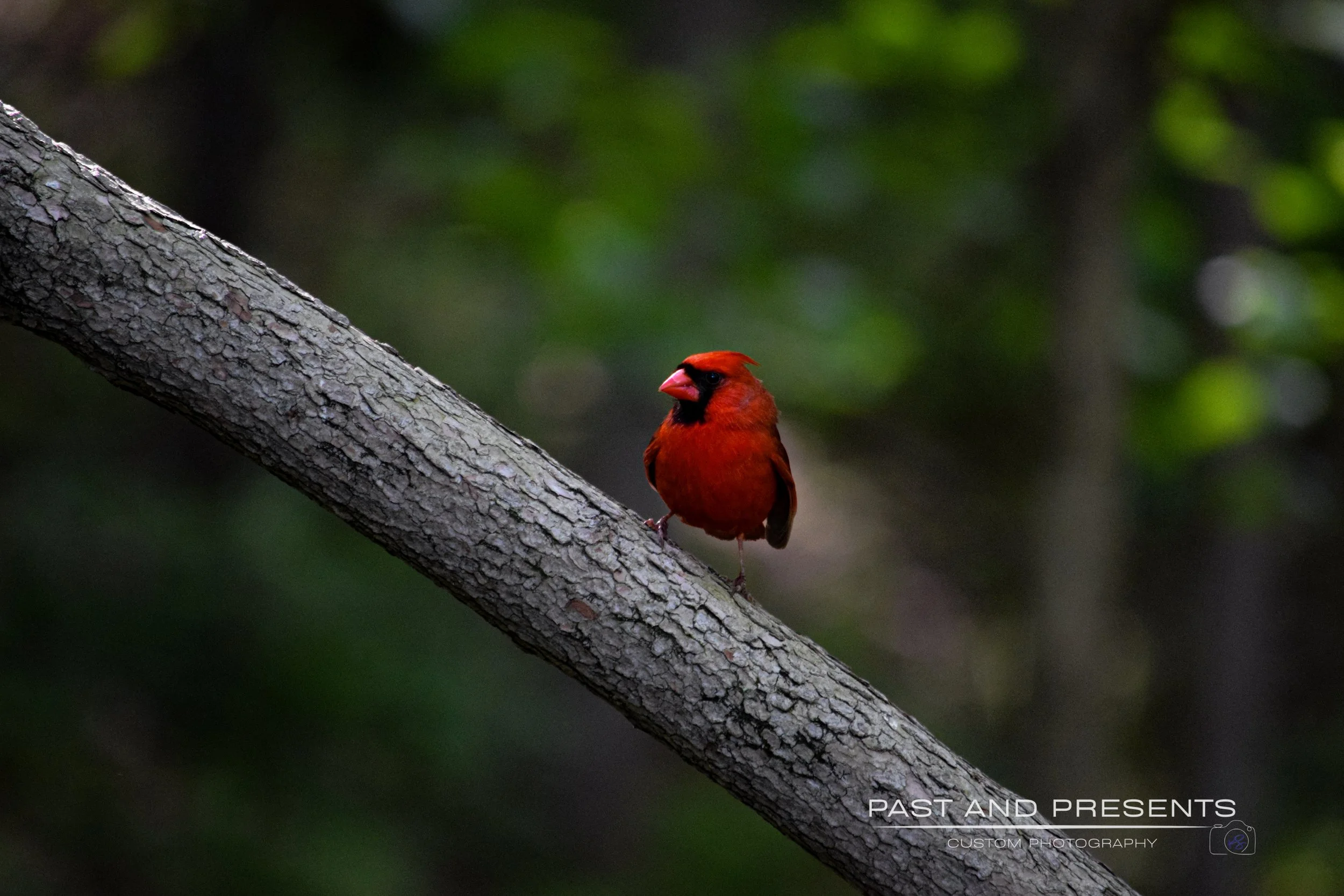 DSC_0025.JPG