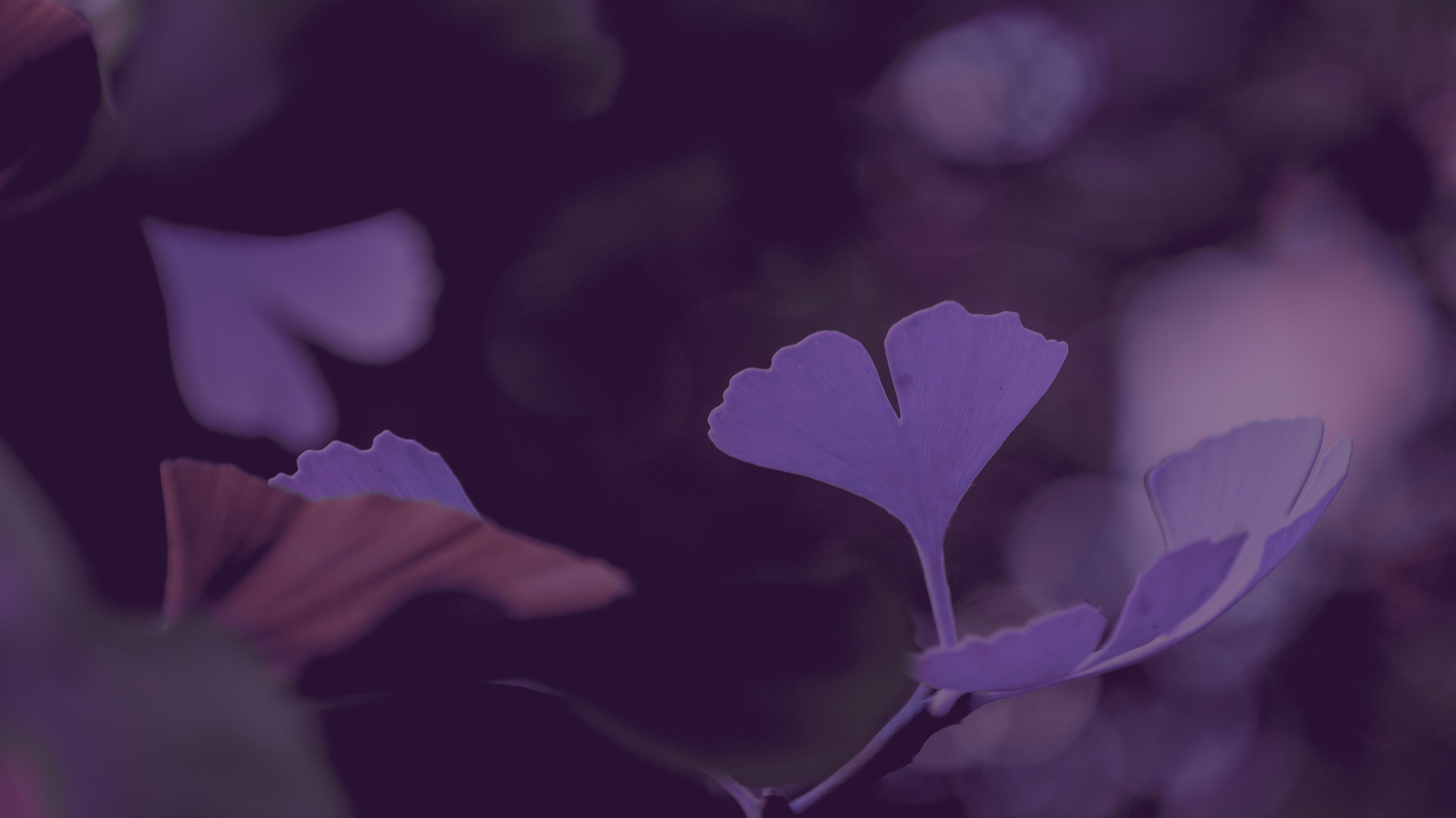 Close-up of purple and pink ginkgo leaves with blurred background