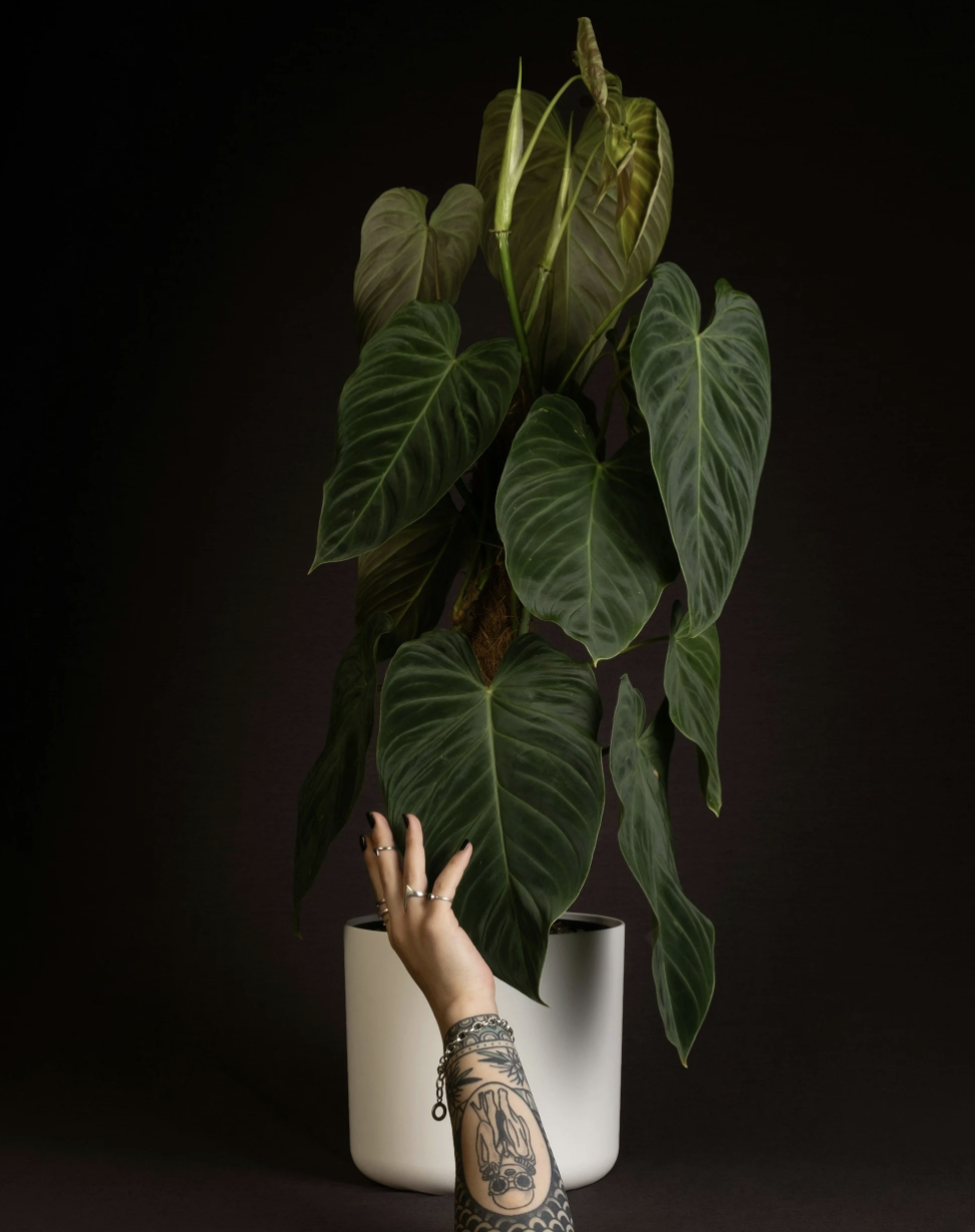 A person with a tattooed arm and multiple rings approaches a tall potted caladium plant with large dark green leaves against a dark background.