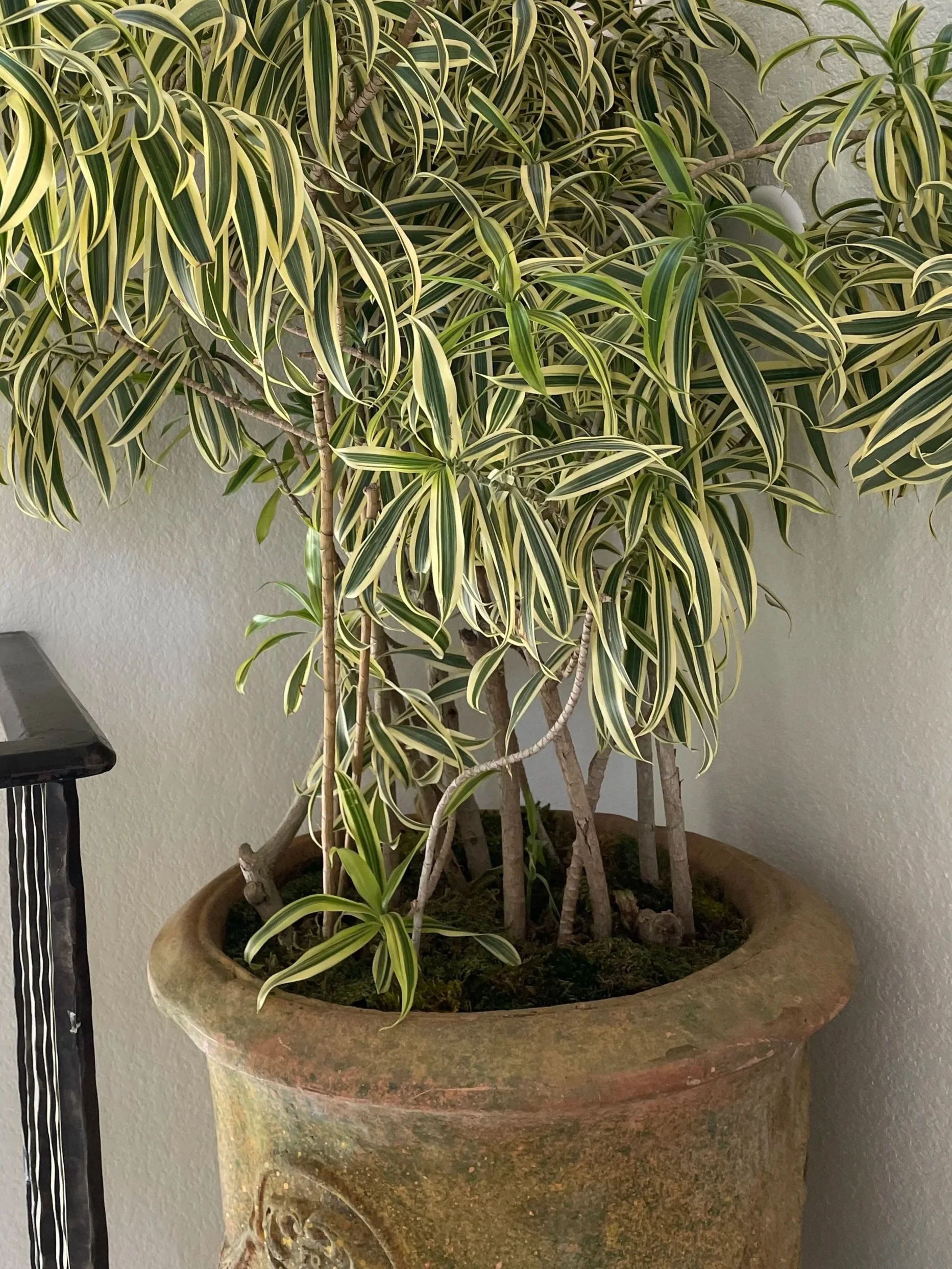 INTERIOR POTTED SCAPES