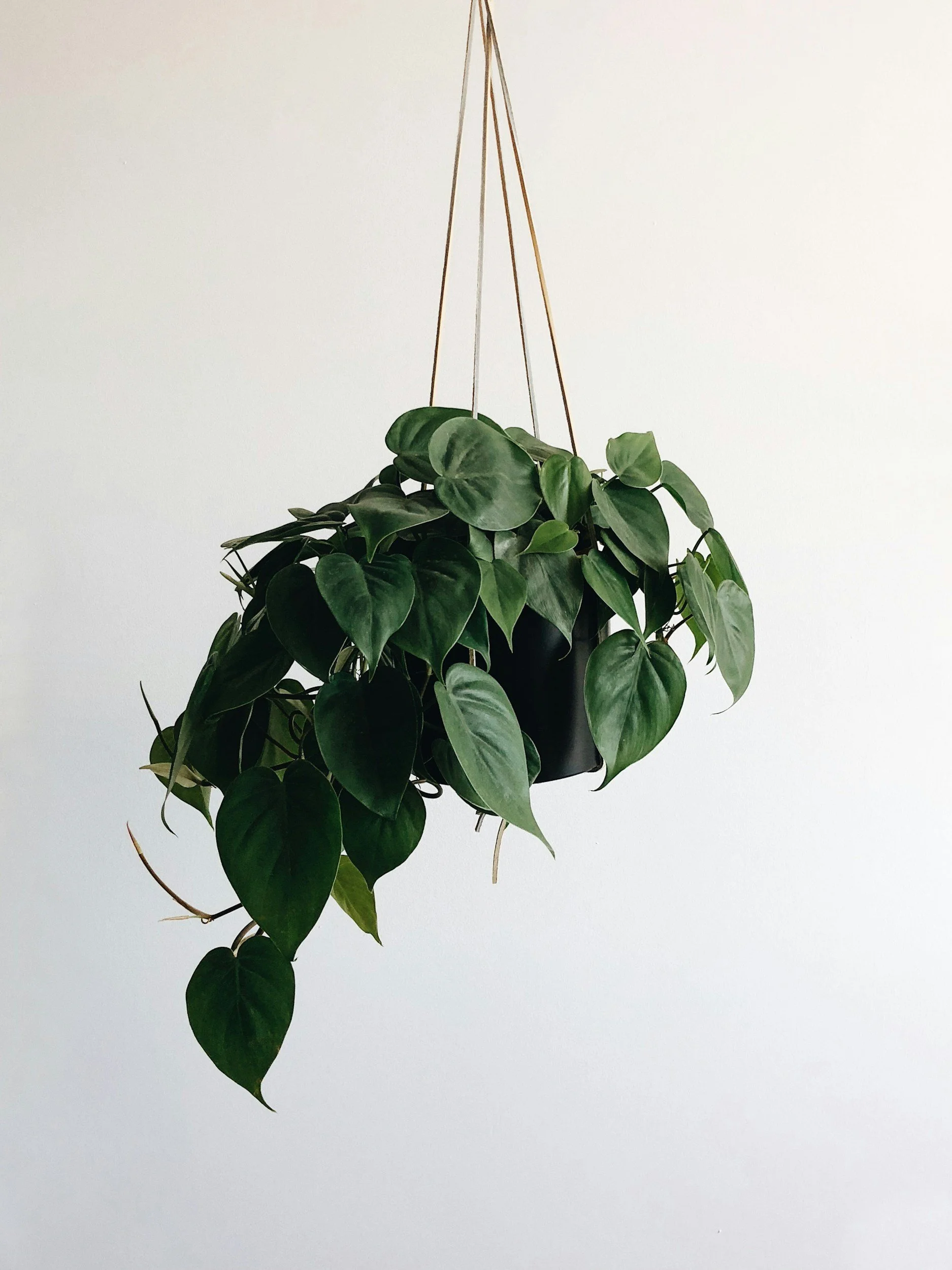 Hanging potted plant with green heart-shaped leaves against a white background.