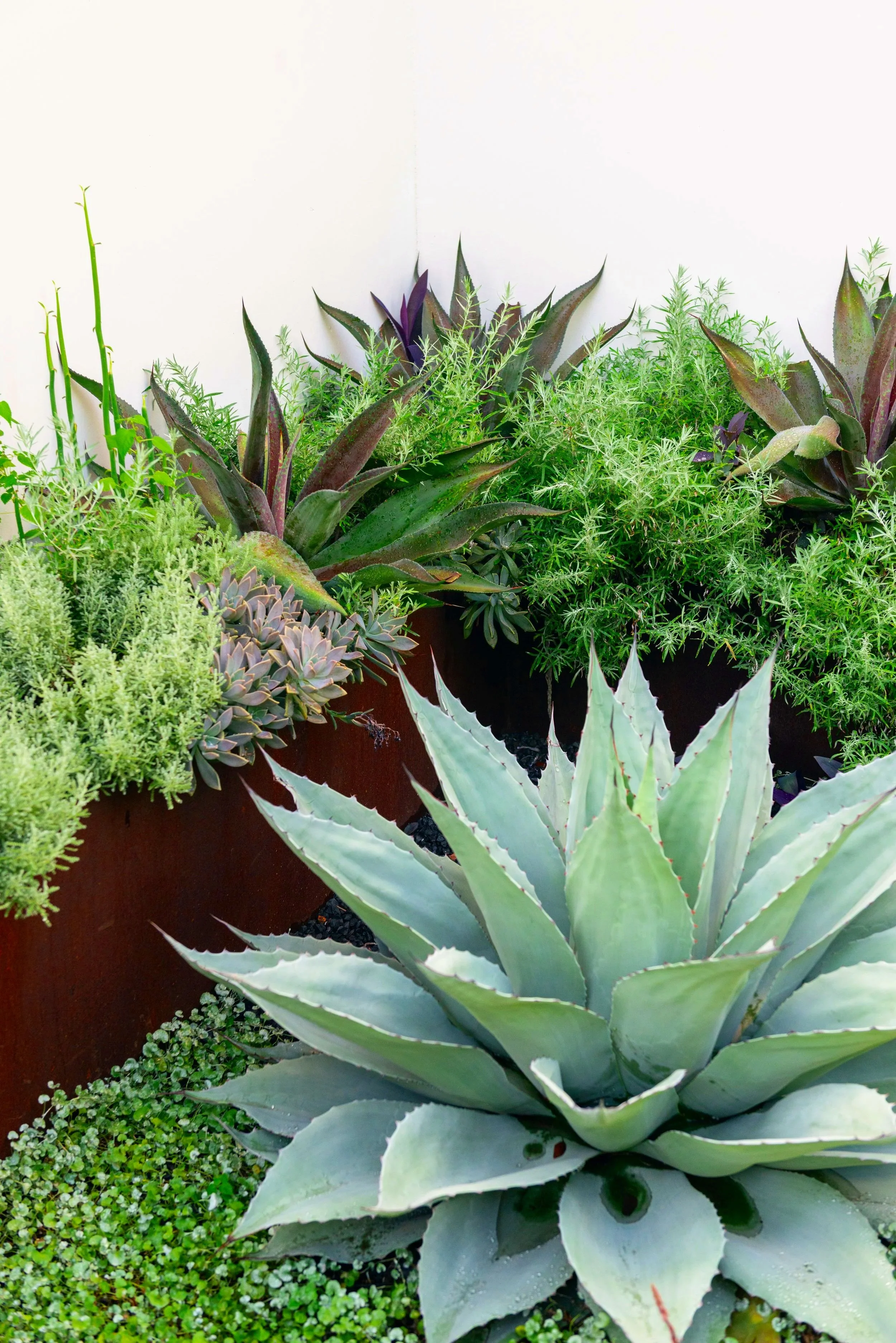 Planters filled with agaves and mangaves, layered alongside lady’s slipper, gopher plant, and sedums, create an elegant, sculptural palette of silvers and soft mauves.