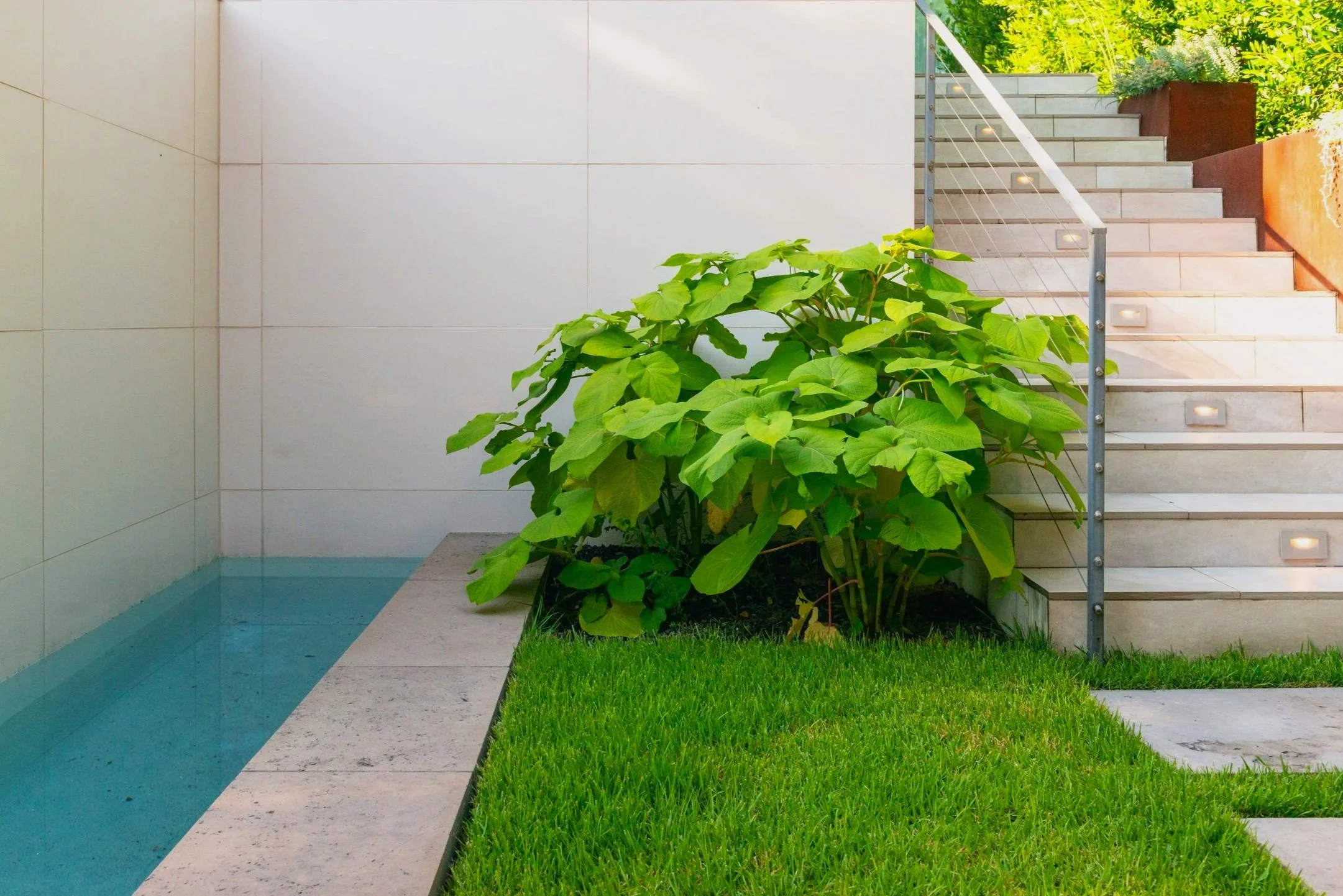 Lush root beer plant softens the architectural edges, creating a welcoming transition between the staircase and pool.