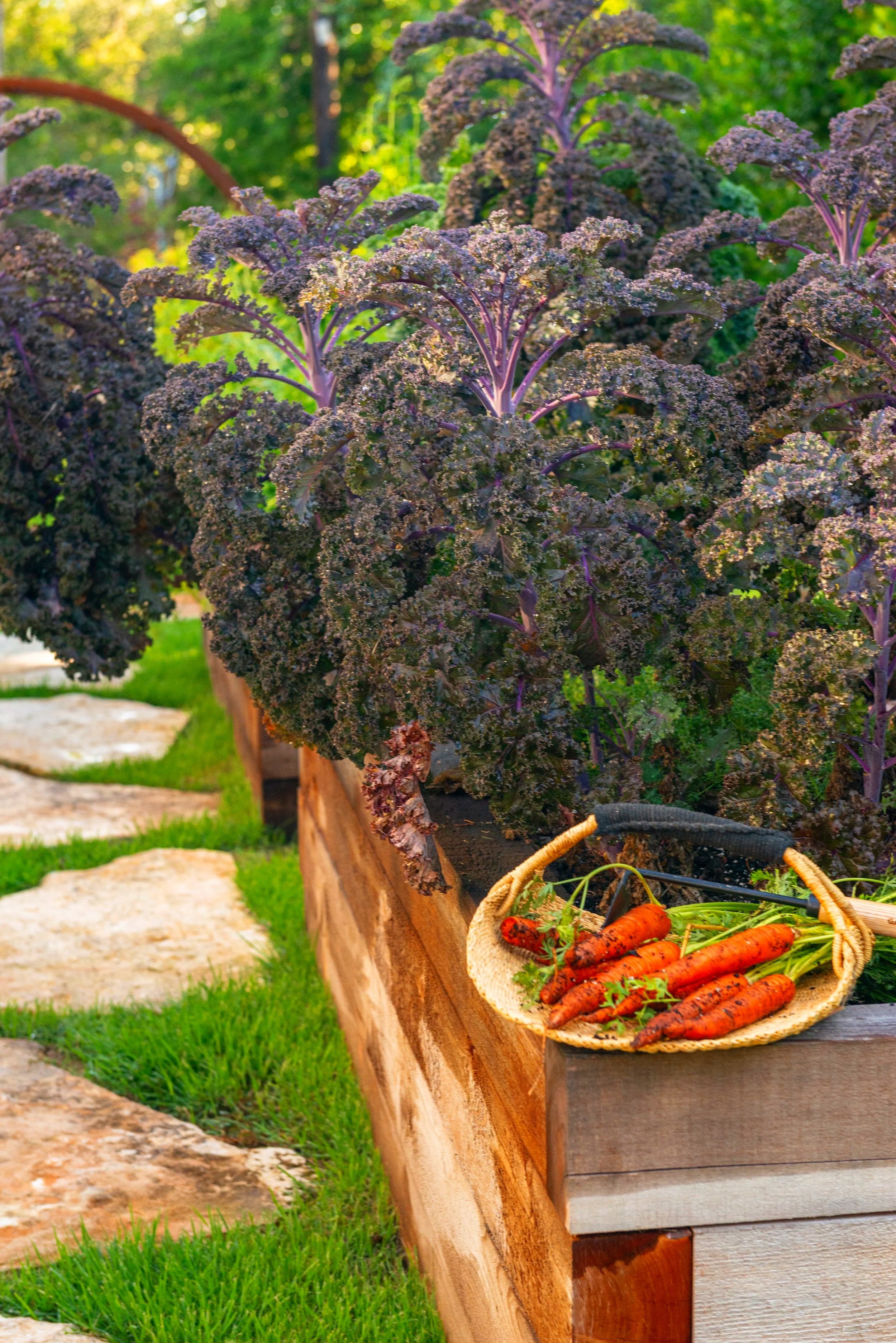 Wild and happy, the purple kale is flourishing and ready for harvest.