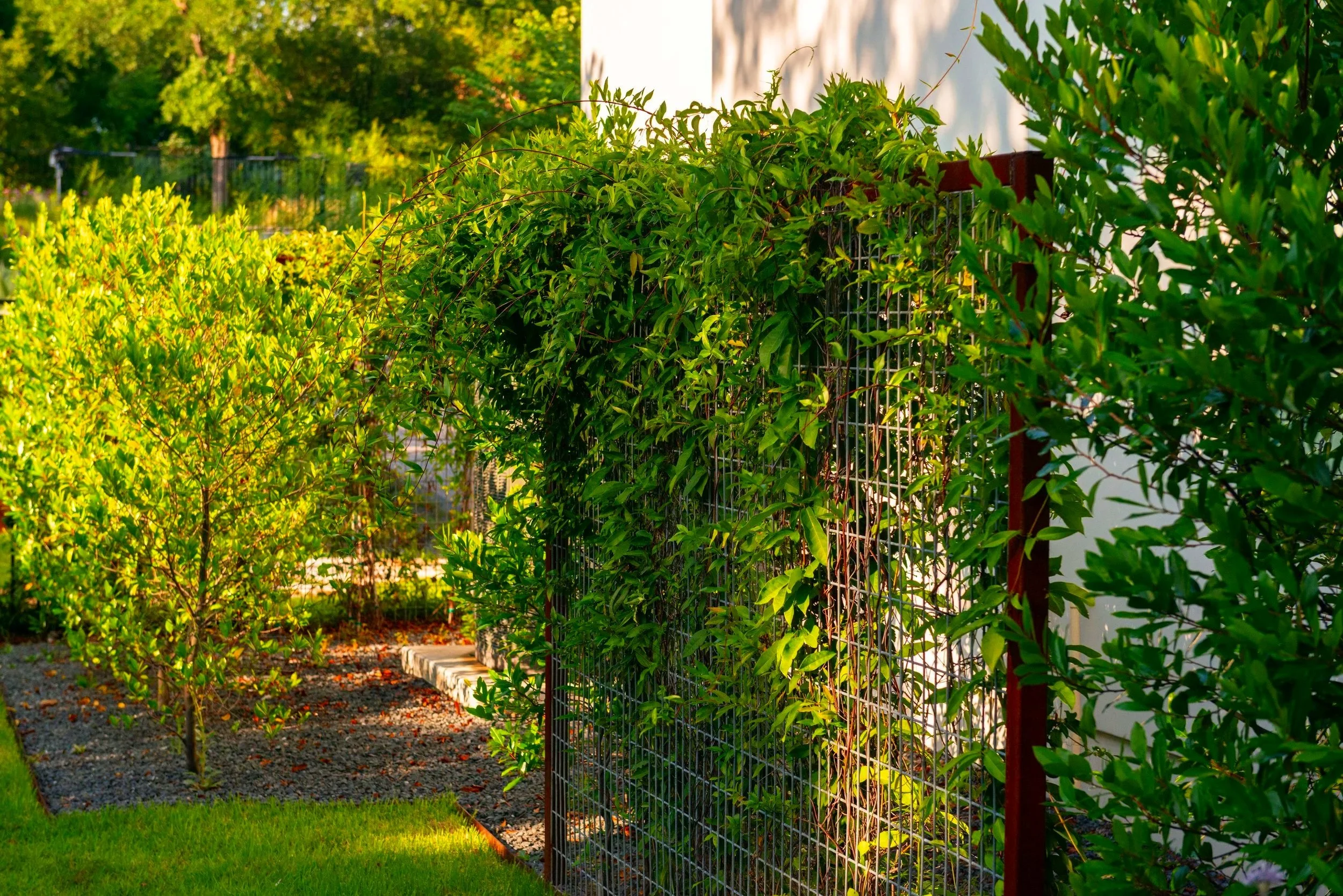 Steel screens layered with climbing vines create a lush living wall around the garden while beautifully concealing the AC units from view.