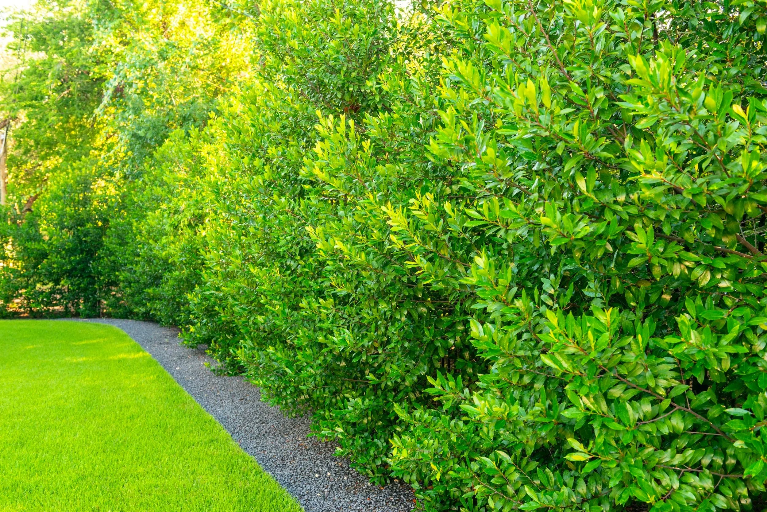 Rows of cherry laurels along either side of the home provide natural screening, creating lush, evergreen walls of privacy that soften the property’s edges.