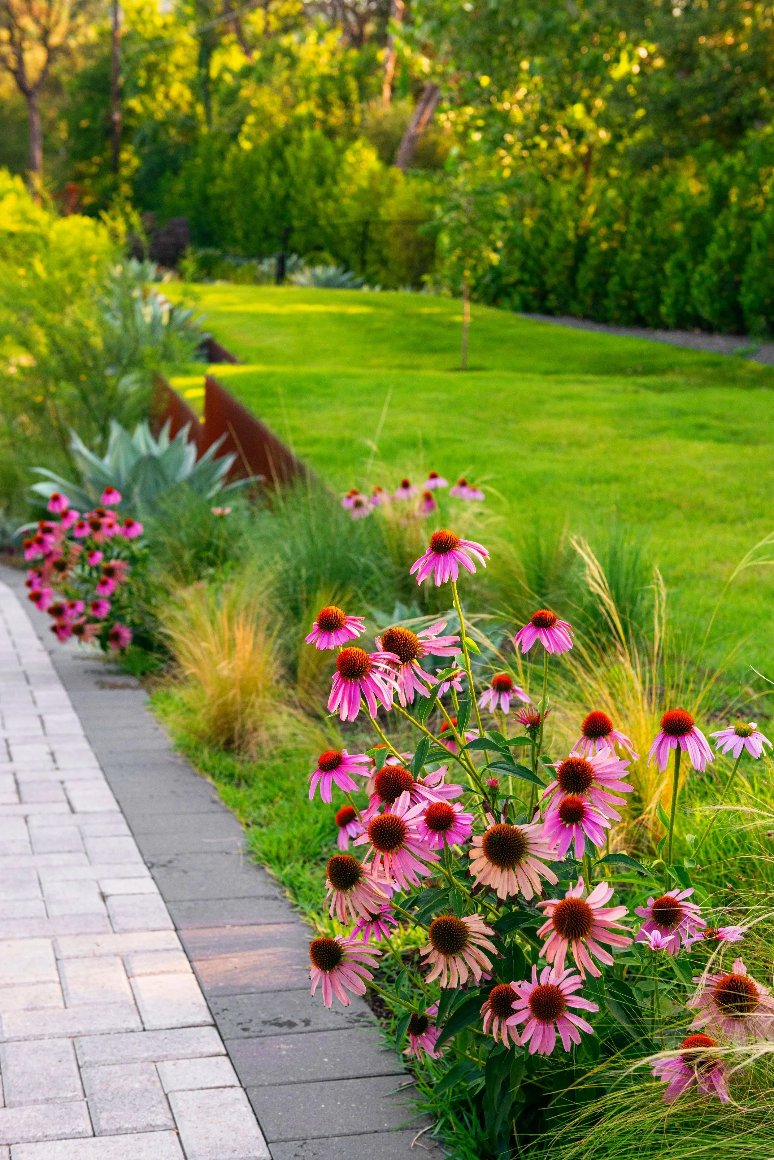 Pops of purple coneflower woven through soft, billowing Mexican feather grass create a cheerful welcome along the drive, bringing movement and color while inviting butterflies and other pollinators into the garden.