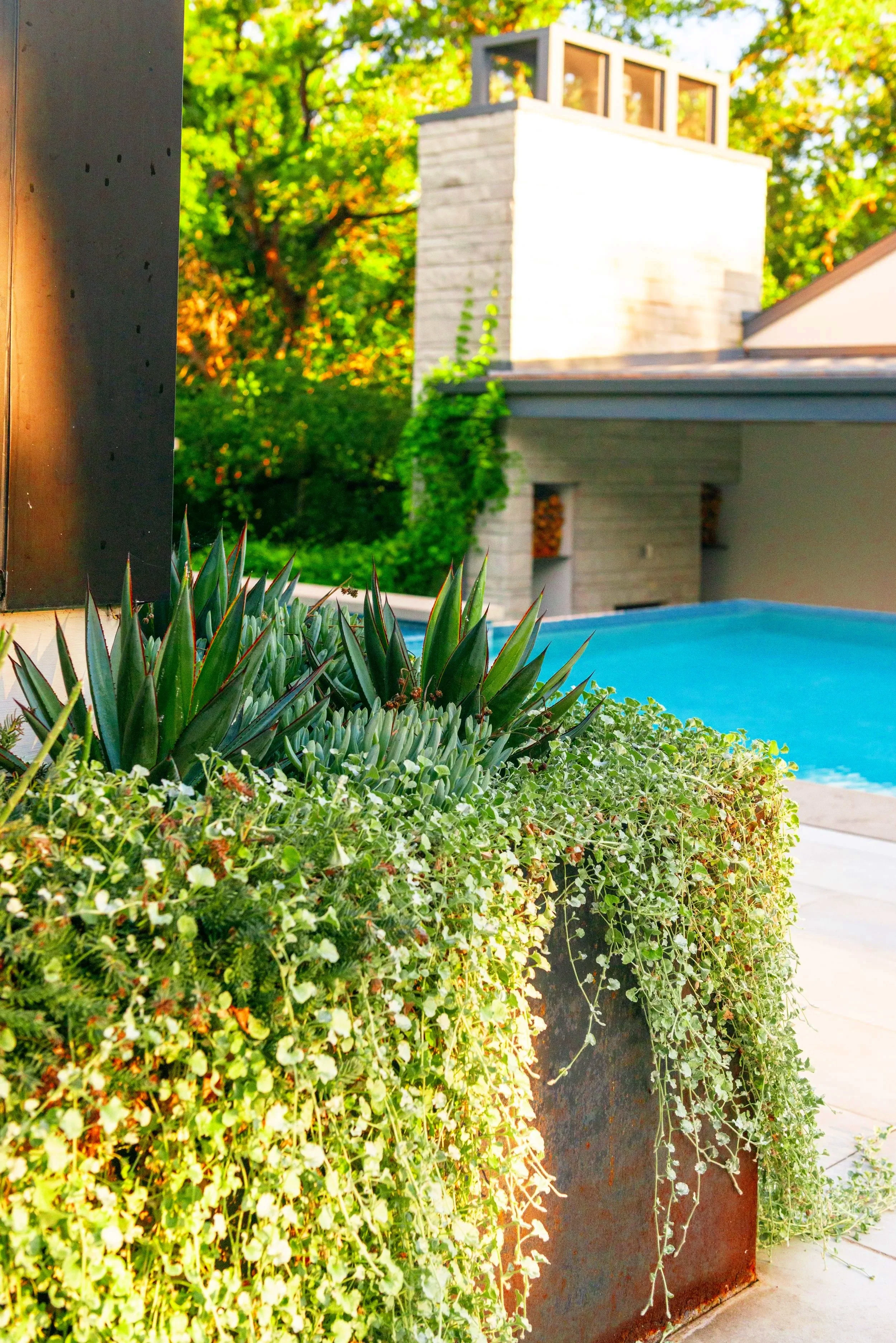 At the pool level are more steel planters filled with silver pony foot and sculptural evergreen plantings.