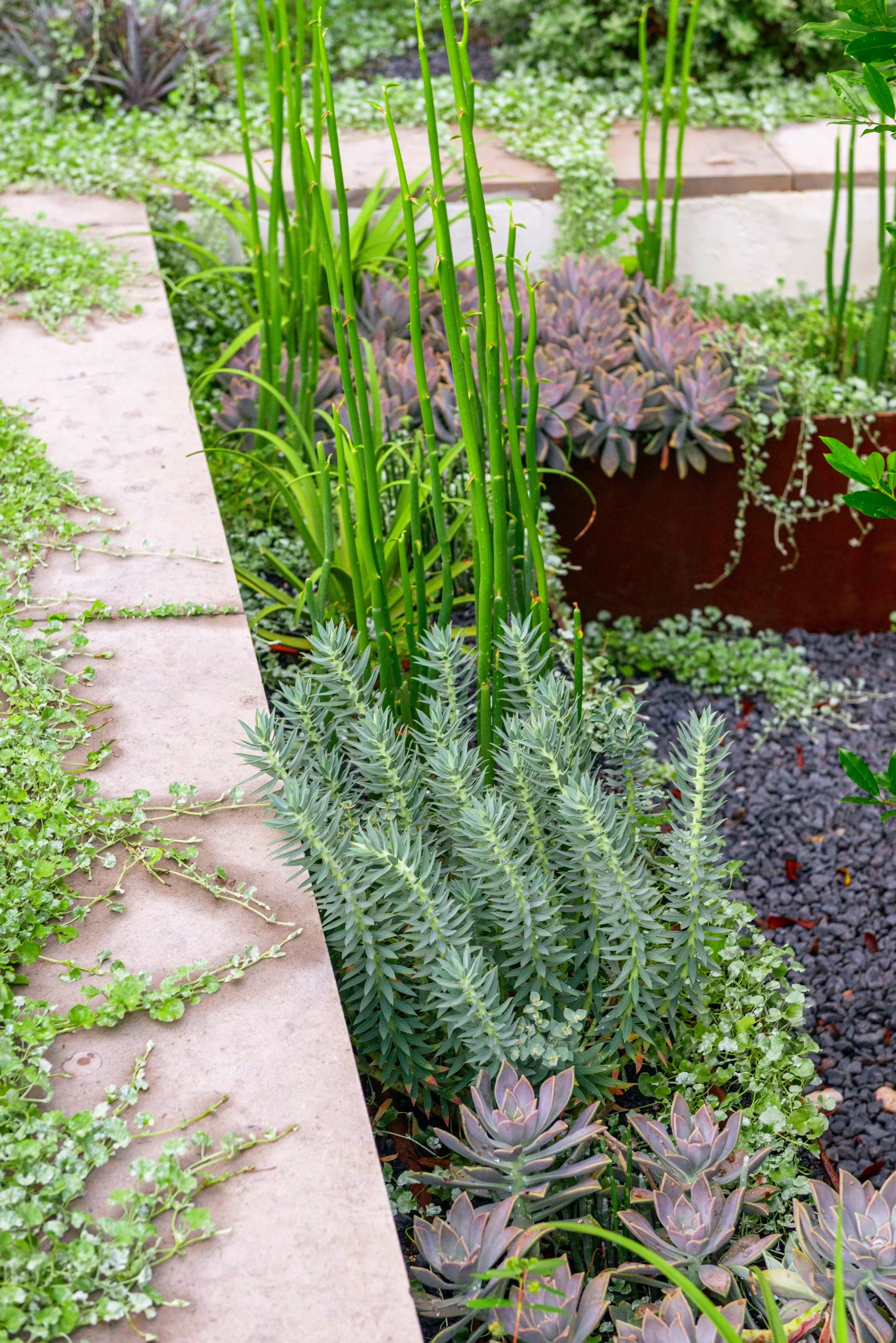 This intimate corner garden, perfectly positioned within a prominent window view, offers an unexpected moment of rich texture and layered planting while creating another inviting destination to discover within the landscape.
