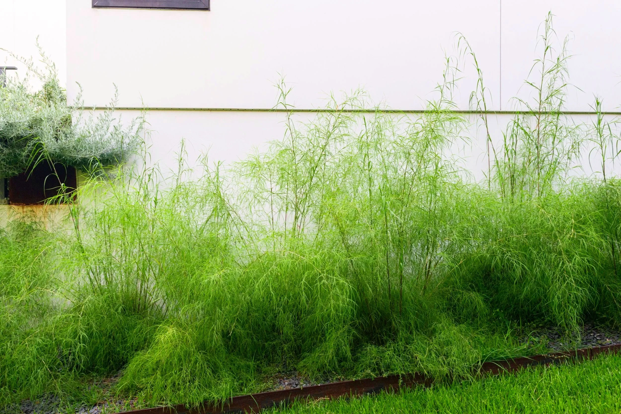 Billowing bamboo muhly screens utilities while introducing soft movement and a rich green layer that beautifully softens the strong architectural lines of the home.
