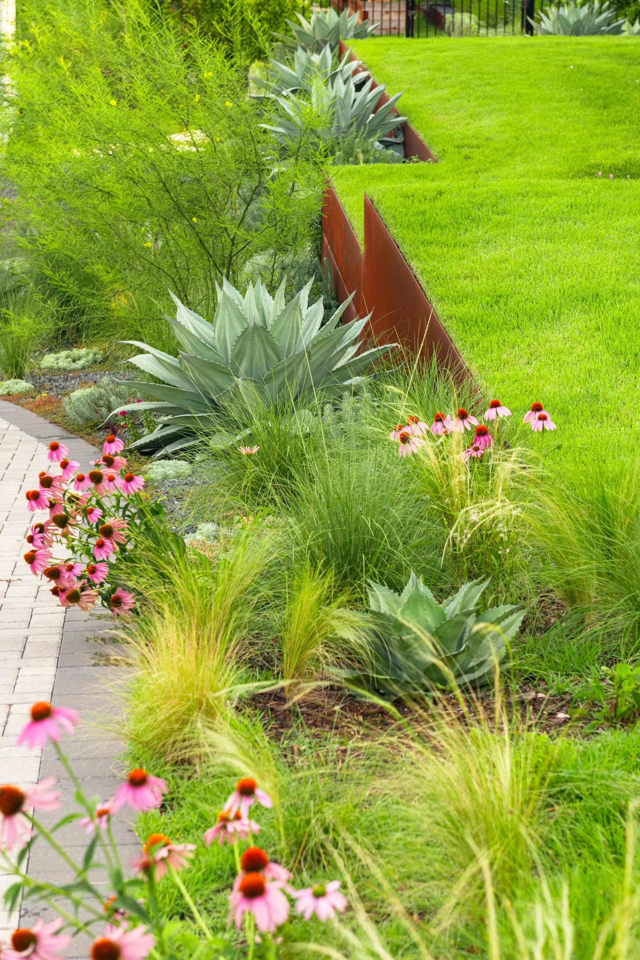 Steel terraces are layered with sculptural agaves, flowing ornamental grasses, and vibrant pops of color, creating movement, texture, and a striking welcome along the drive into the residence.