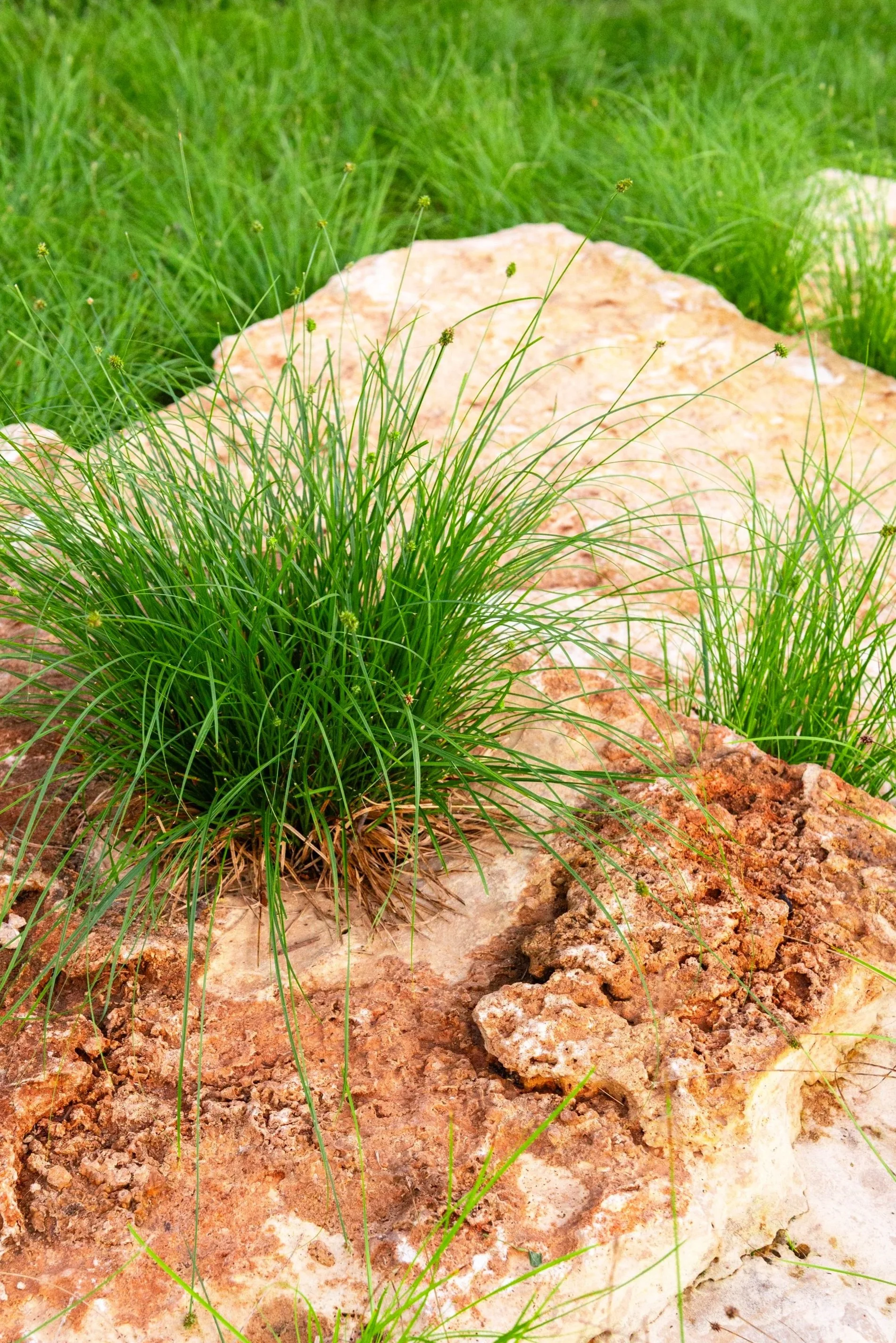 Planting of sedges in limestone pancake boulder steps