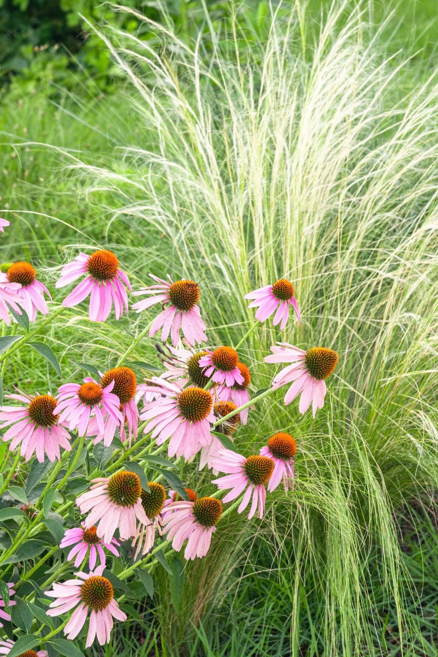 MEADOWMADE: LAWNS TO GARDENS