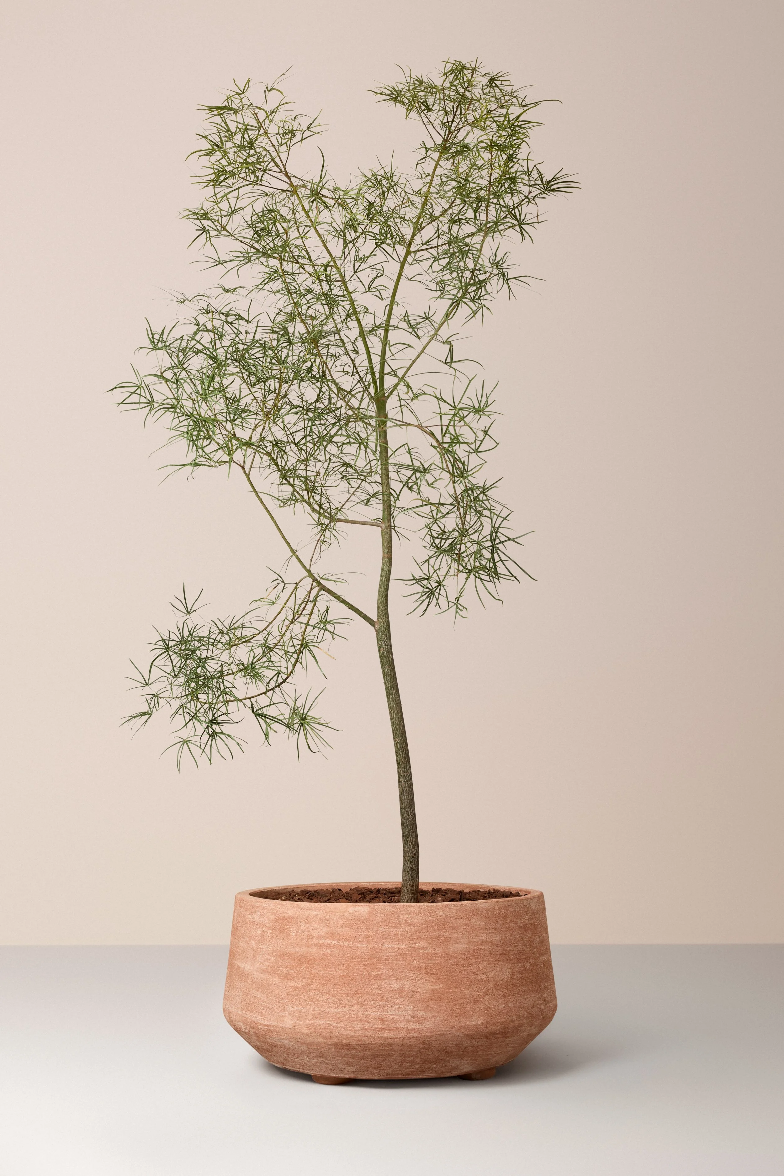A tall, thin plant with narrow, spiky leaves in a round, terracotta pot.