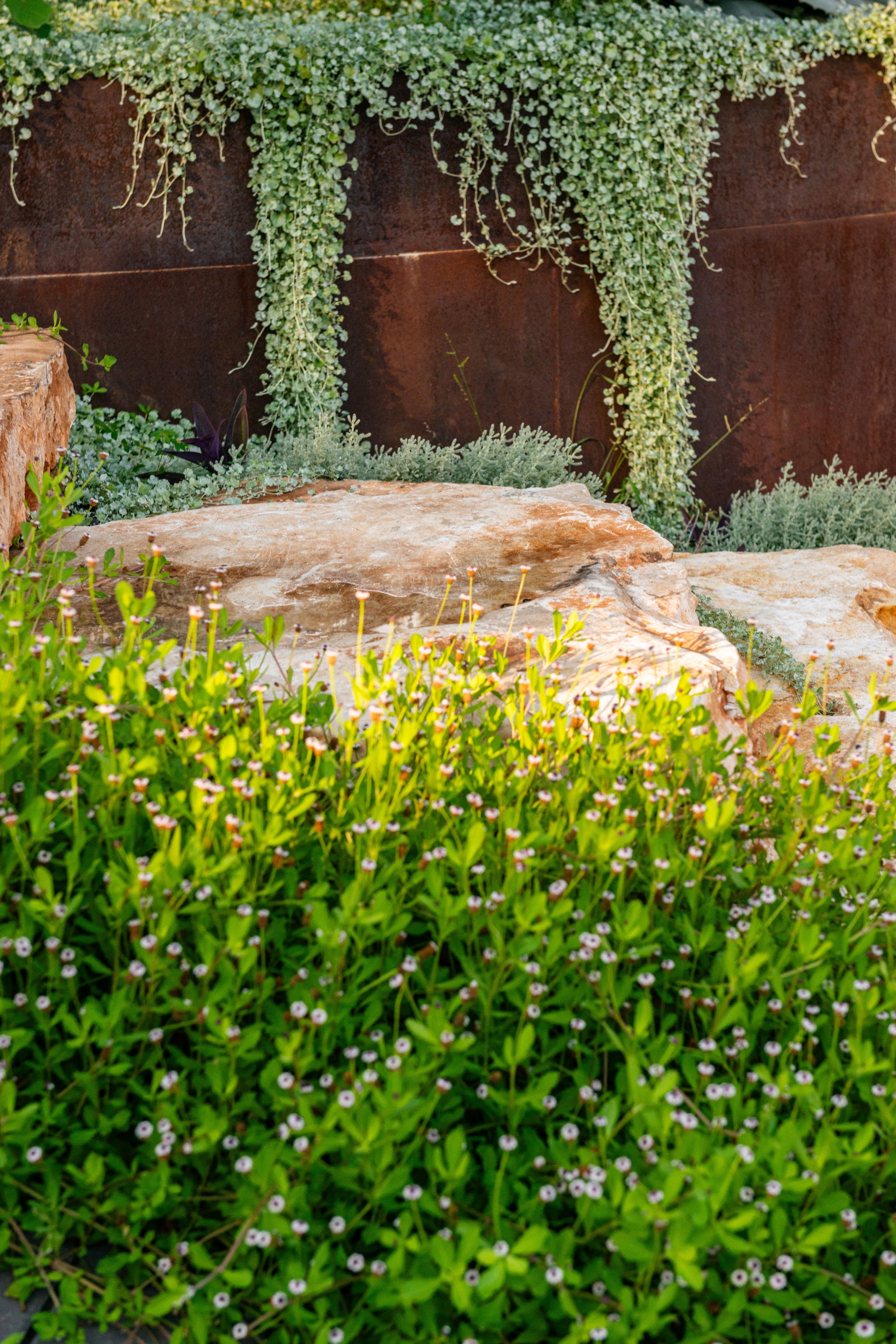 Newly planted frog fruit already doing its job in creating a carpet of green to the newly installed boulder walkway.