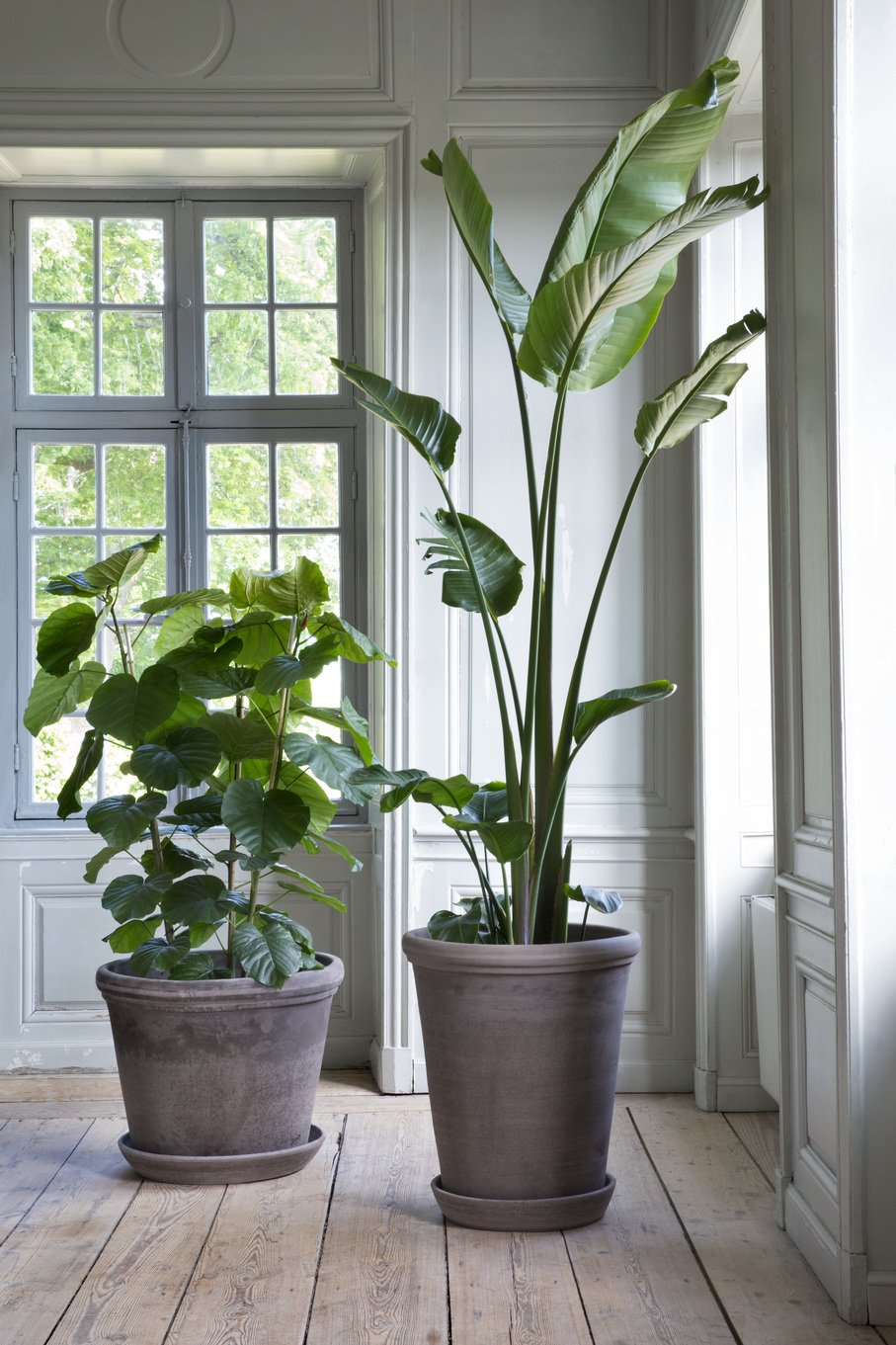 Two potted indoor plants near a window with white wooden paneling and light-colored hardwood floors.