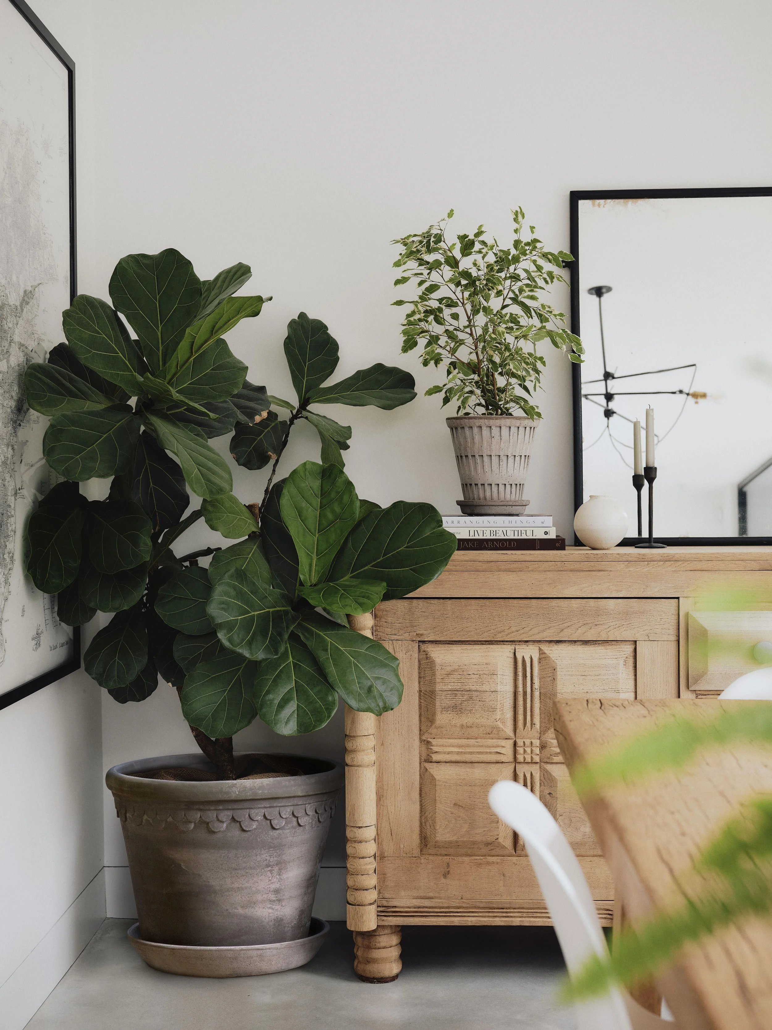 Large potted fiddle-leaf fig plant next to a wooden cabinet with decorative objects and a mirror on a white wall in a modern interior.