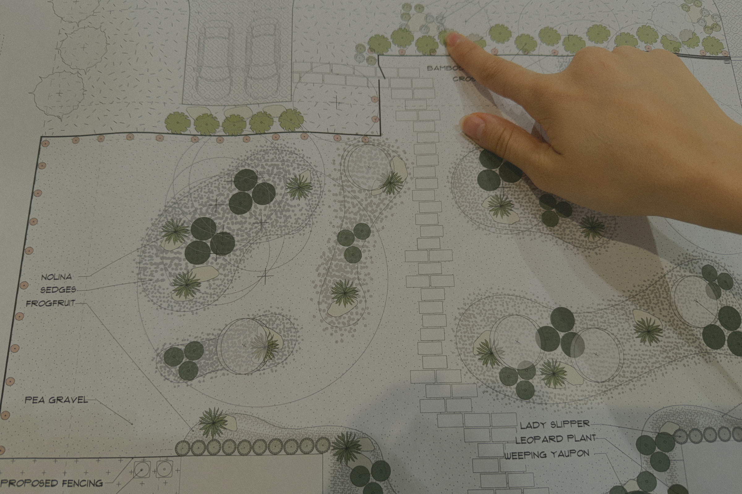 Hand pointing at a landscaping plan with various trees, plants, and design elements, including bamboo cross, lady slipper, leopard plant, weeping yaupon, and pea gravel.