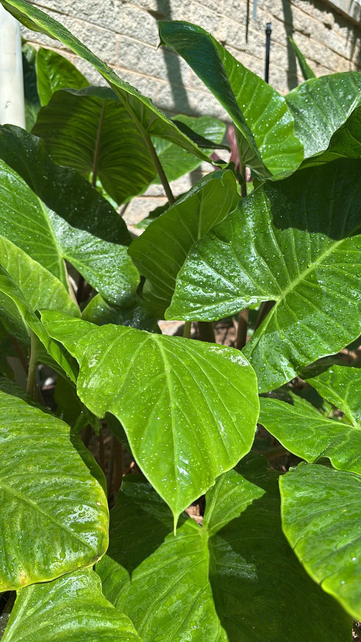 Green leafy plant with water droplets on leaves, situated outdoors next to a brick wall.