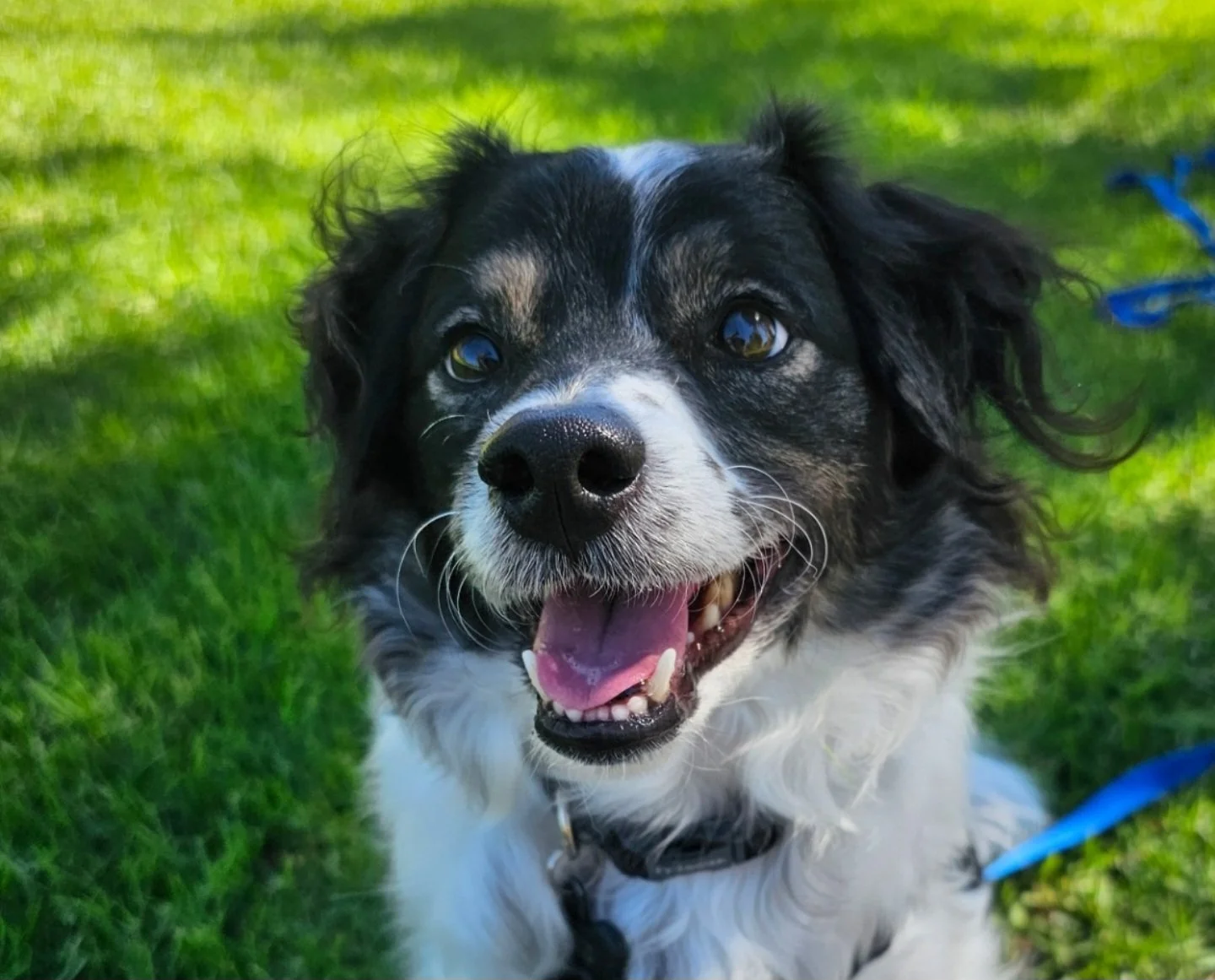The High-Value Dog Treat That Made Our Dog Forget His Manners